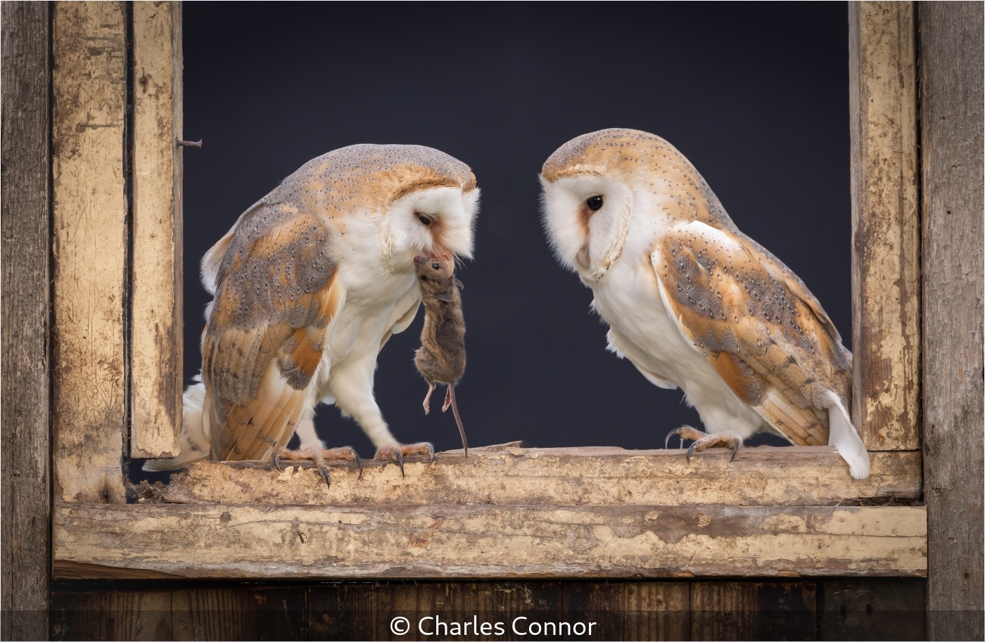 Charles Connor_Barn Owl presenting mouse to mate