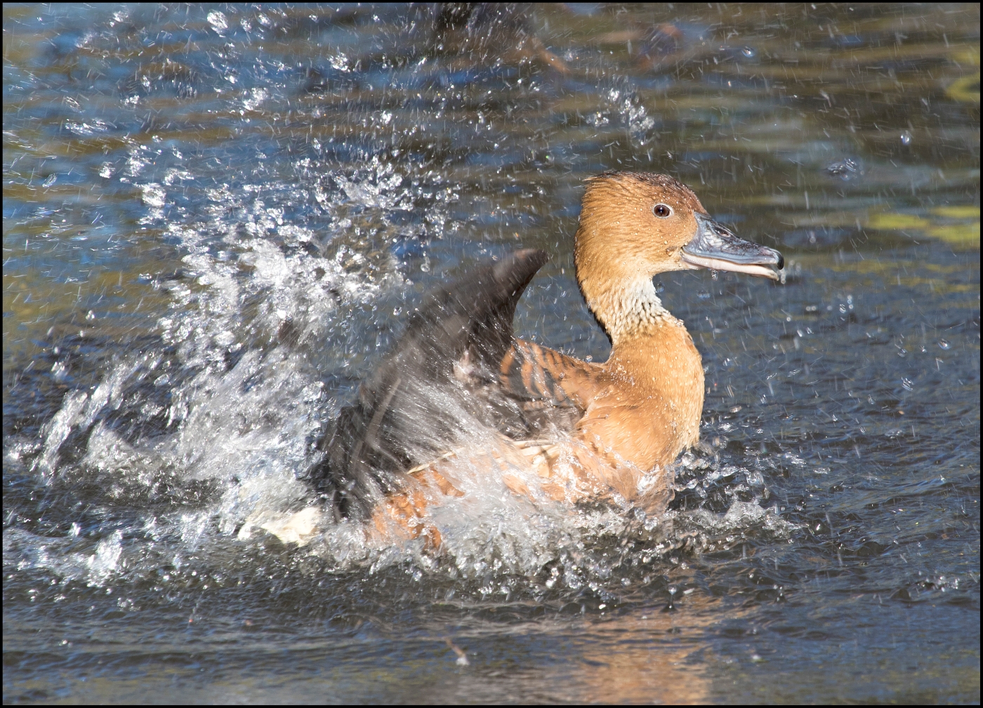 David Platt_Fulvous whistling duck, bathing