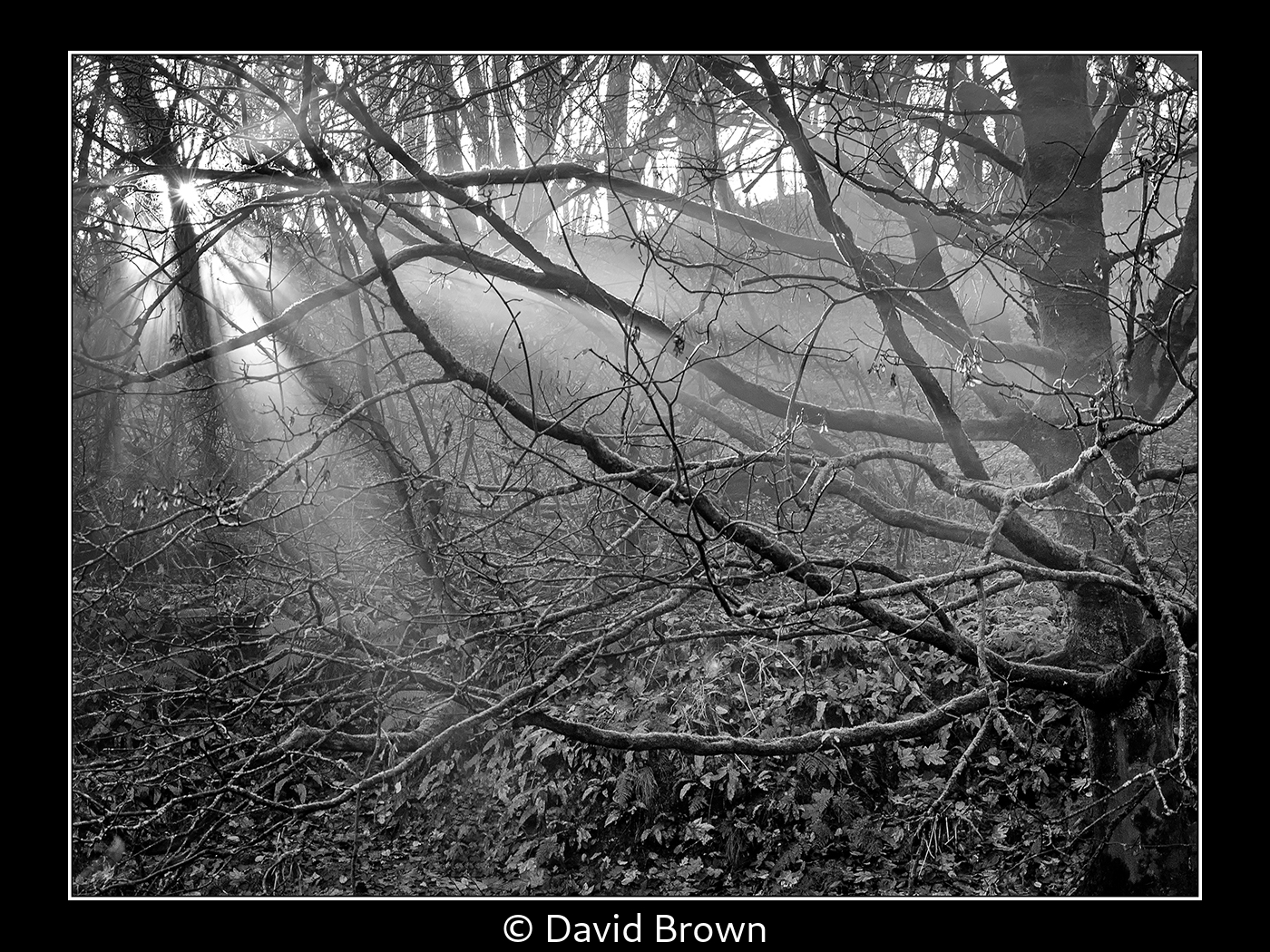 David Brown_Light Through The Trees