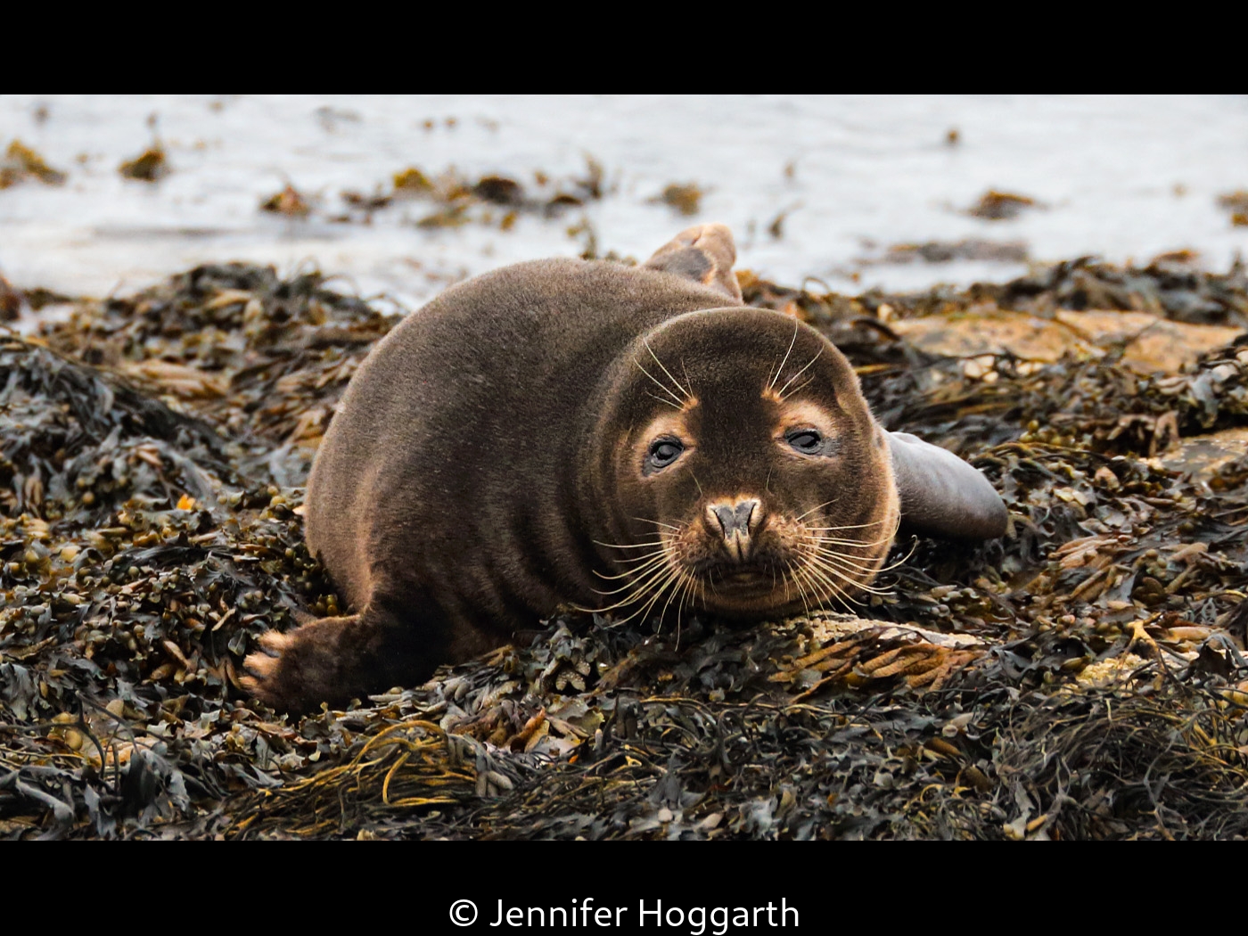 Jennifer Hoggarth_Grey seal pup