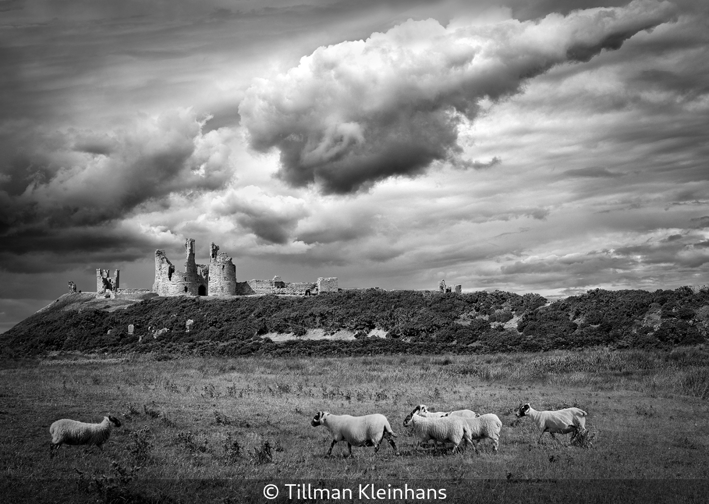 Tillman Kleinhans_Sheep at Dunstanburgh Castle