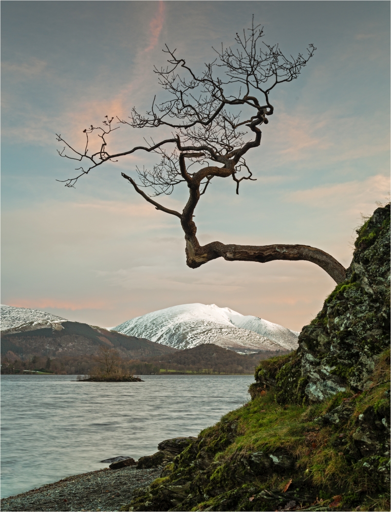 Charles Connor_Otterbield Tree in Winter