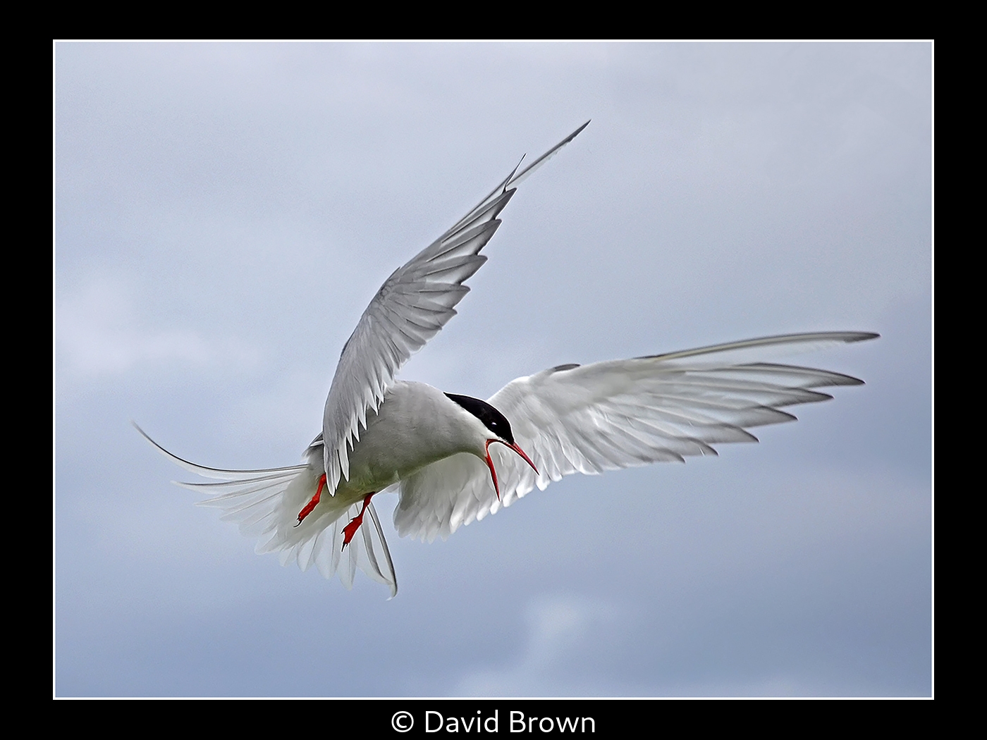 David Brown_Arctic Tern (Sterna paradisaea)