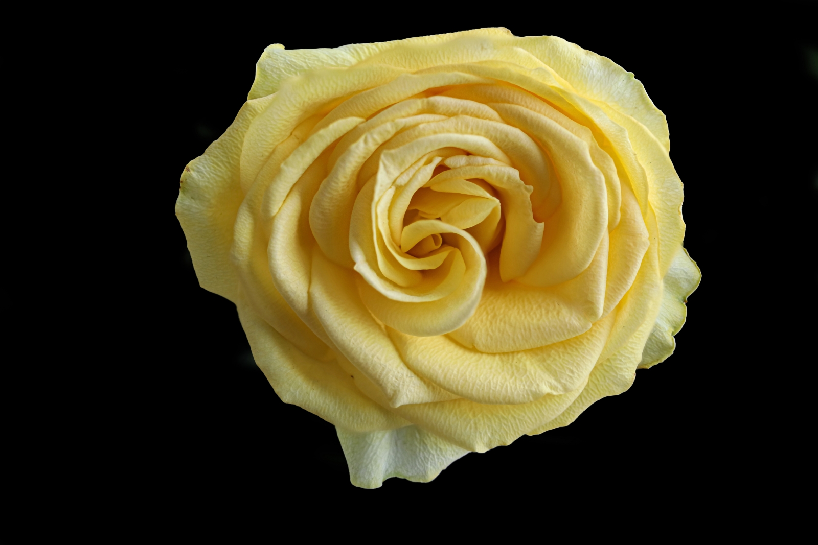 Yellow rose_14_David Holmes