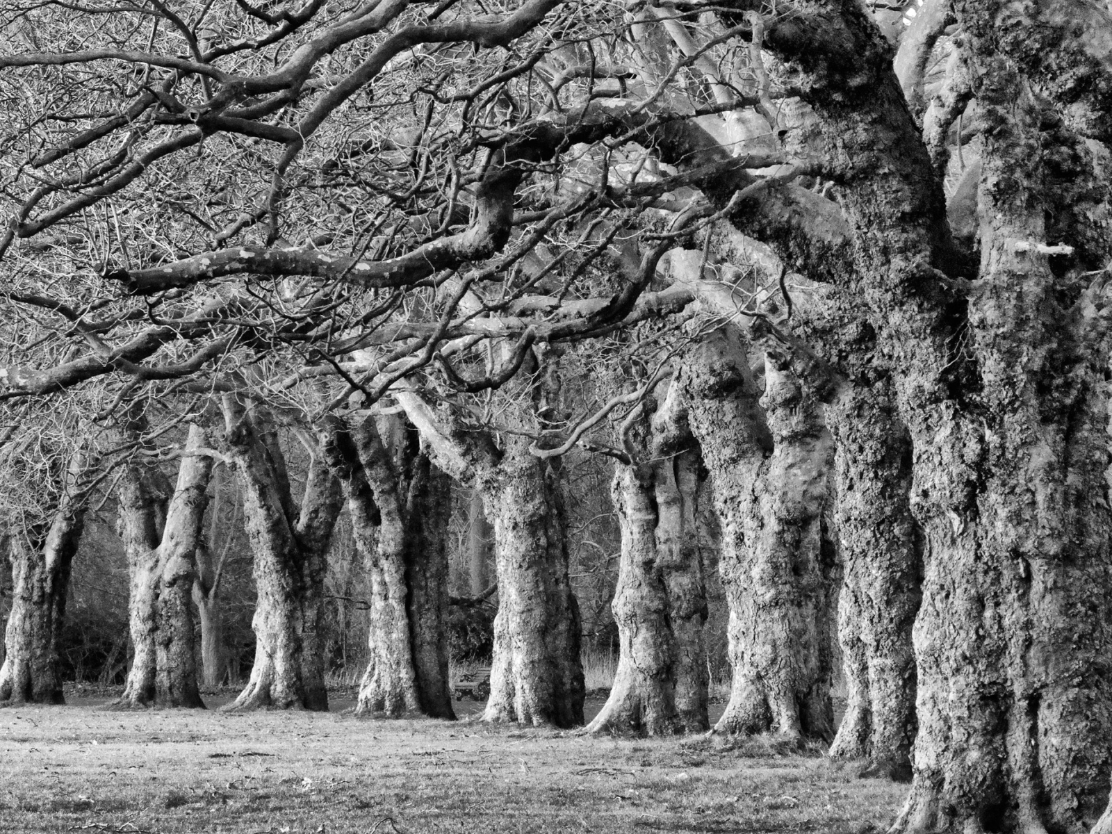Sefton Park Tree Line_14_Colin Douglas
