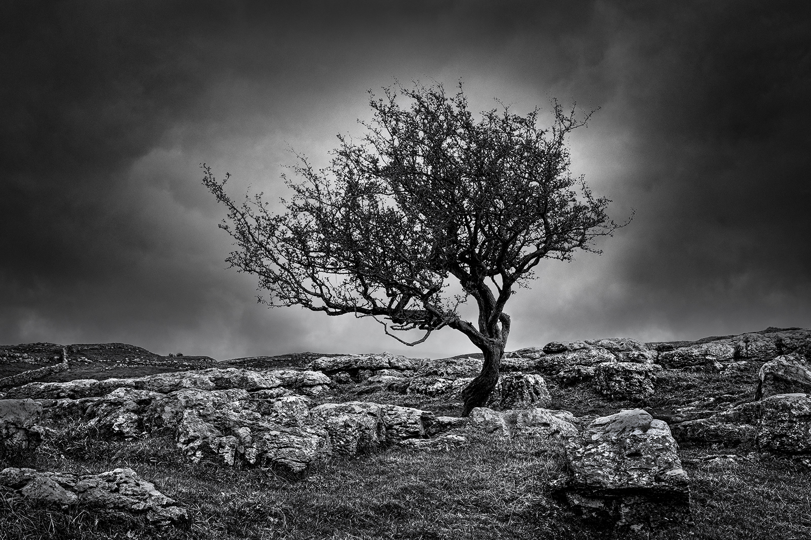 Winskill Stones tree_15_Tillman Kleinhans