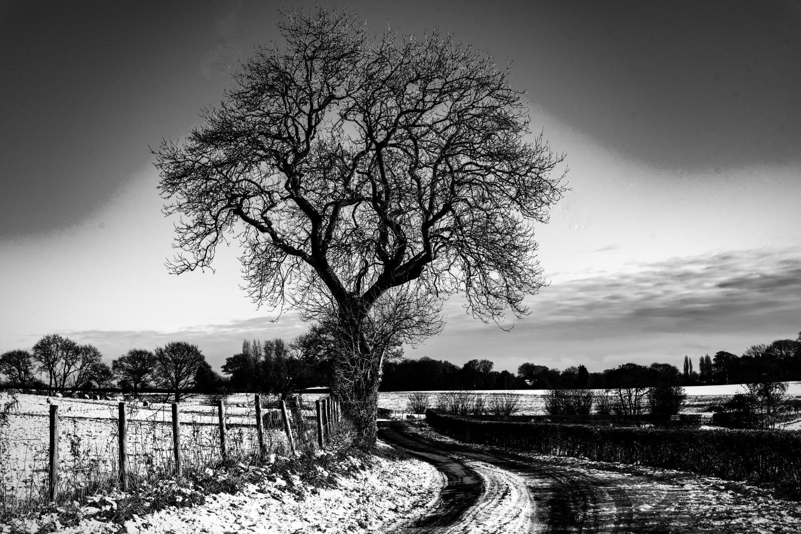 Tree On Old Garswood Road_15_David Chesworth