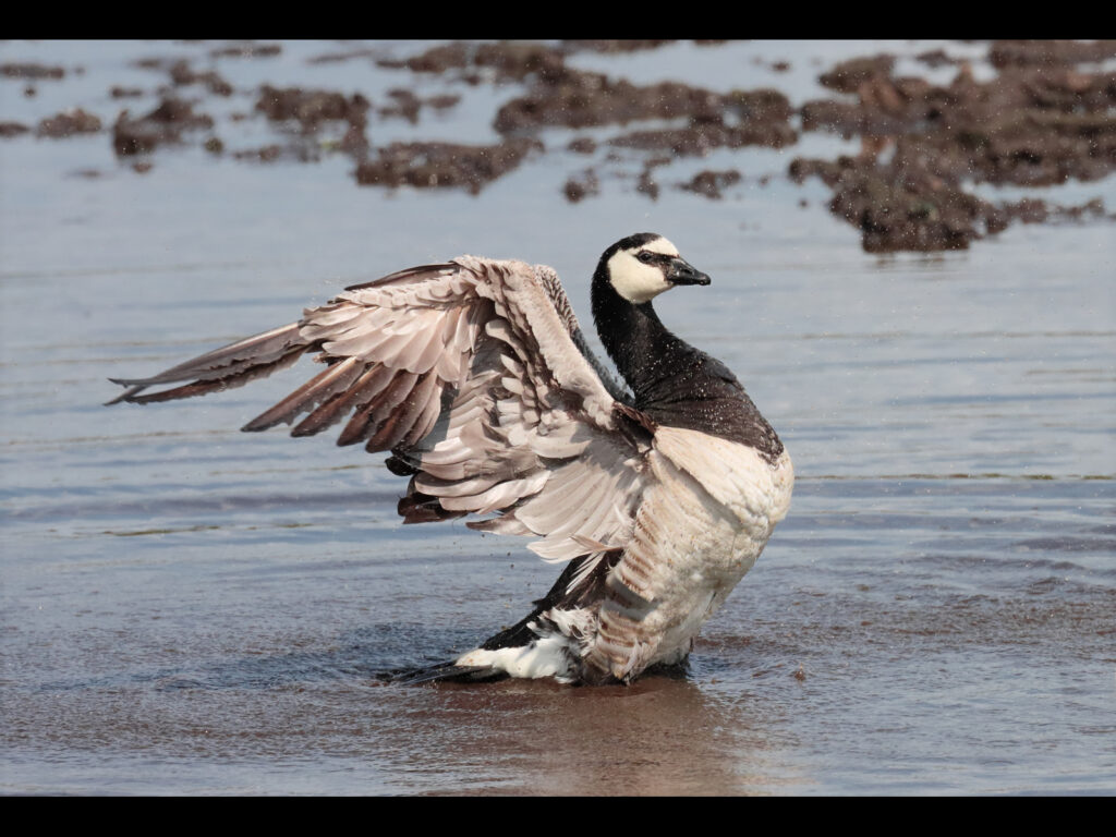 15_Barnacle Goose Wing Flap_Jennifer Hoggarth