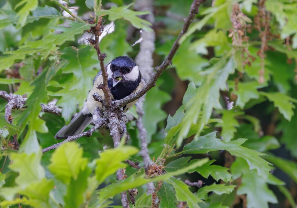 16_Grub Hunting Great Tit_Stephen Roughley