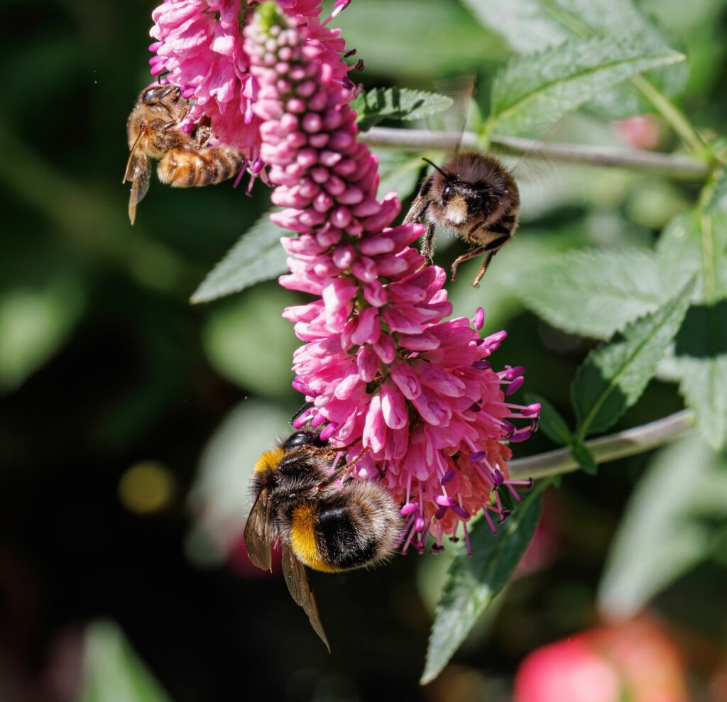 18_Pollen Hunters_Stephen Roughley