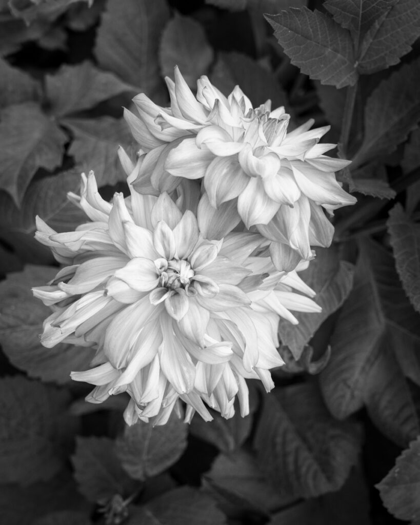 19_Dahlias Together_Gavin Wallace