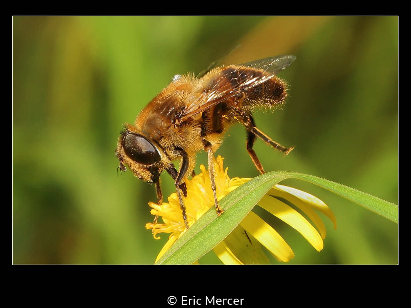 Eric Mercer_Honey Bee - Apis mellifera
