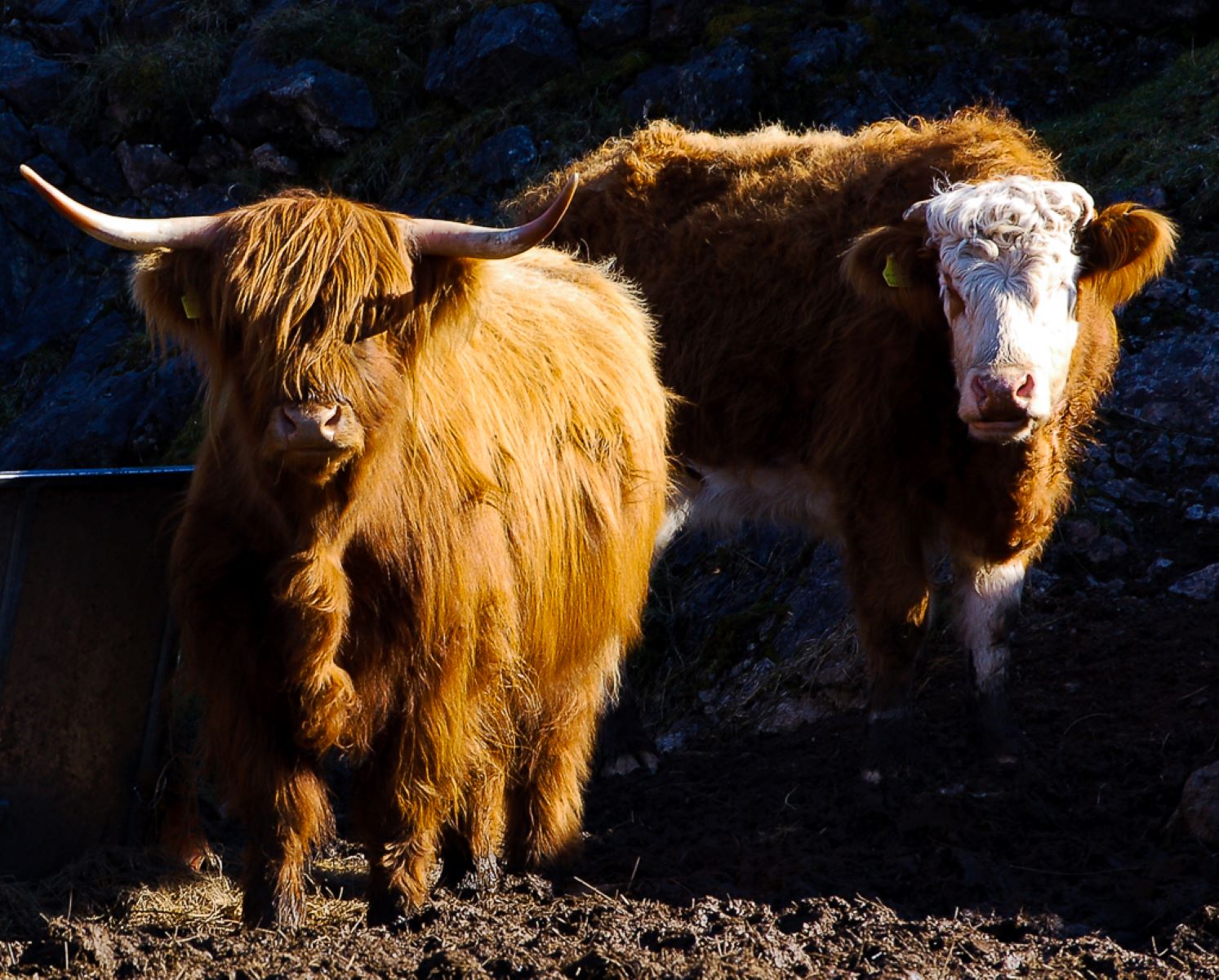 Highland-cattle_Mark-Harrison