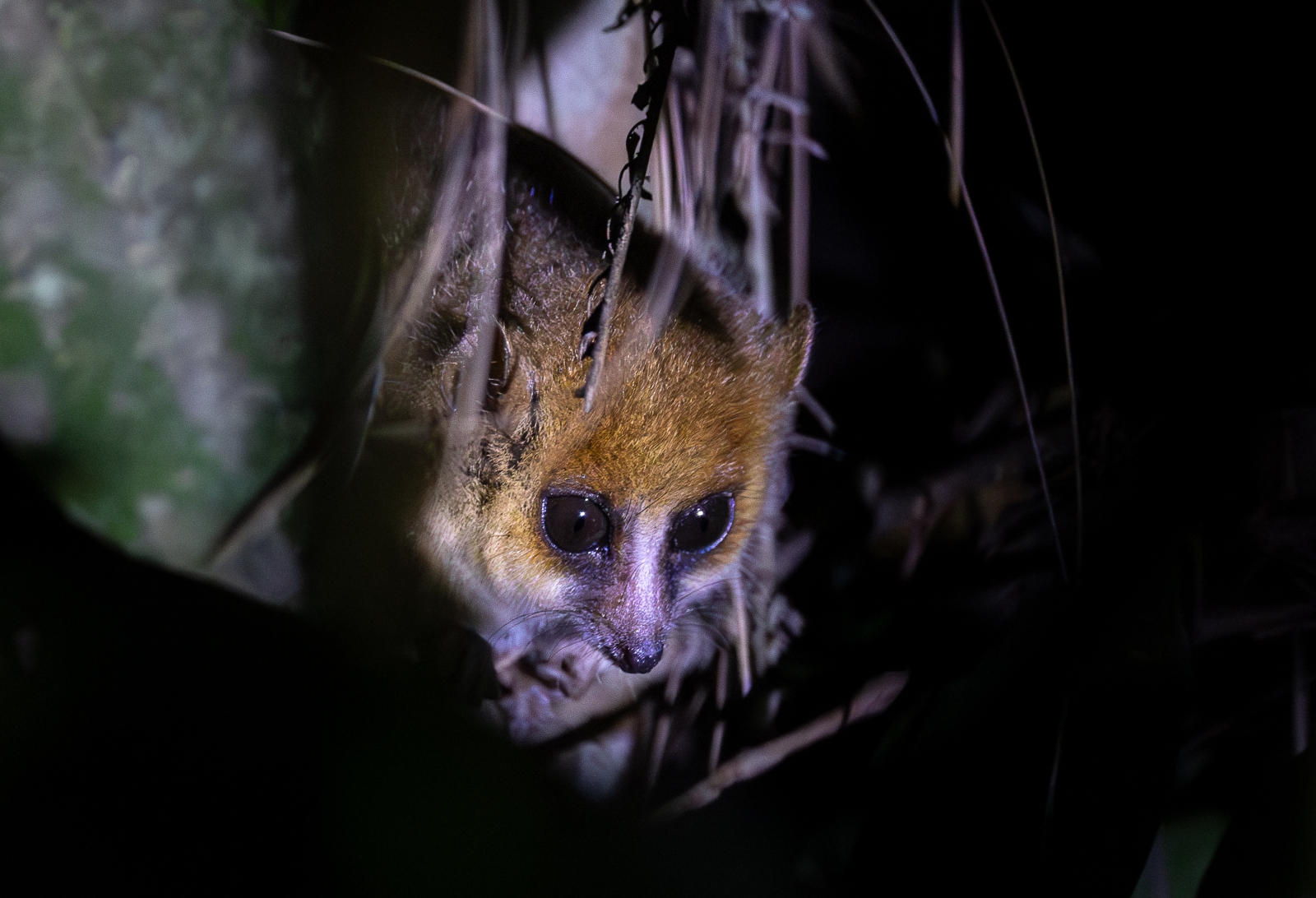 Mouse-Lemur_Graham-Smith