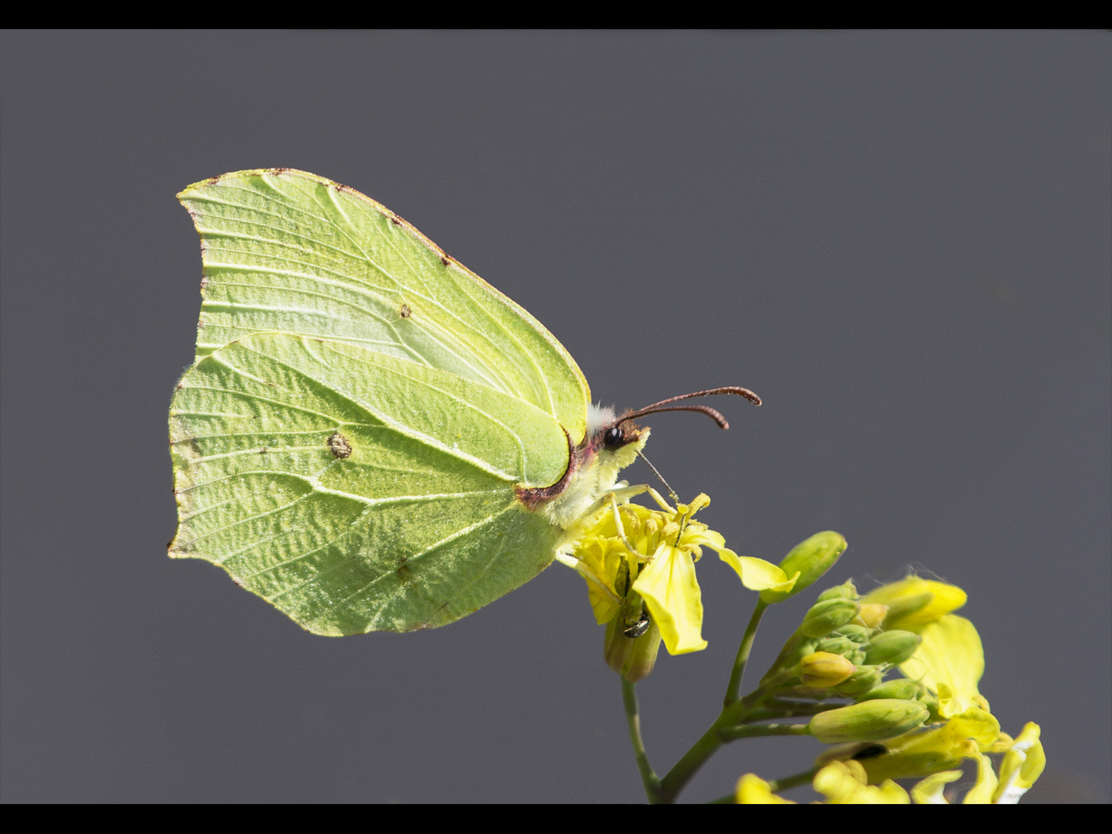 Brimstone-female_David-Platt
