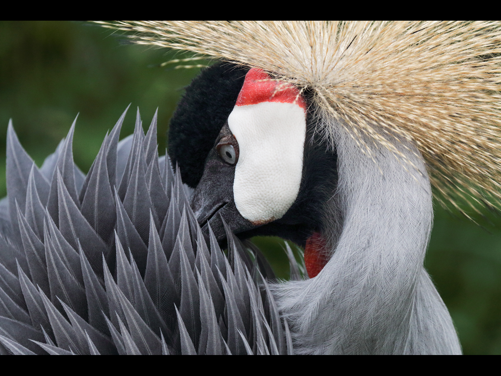 Grey-Crowned-Crane_Jennifer-Hoggarth