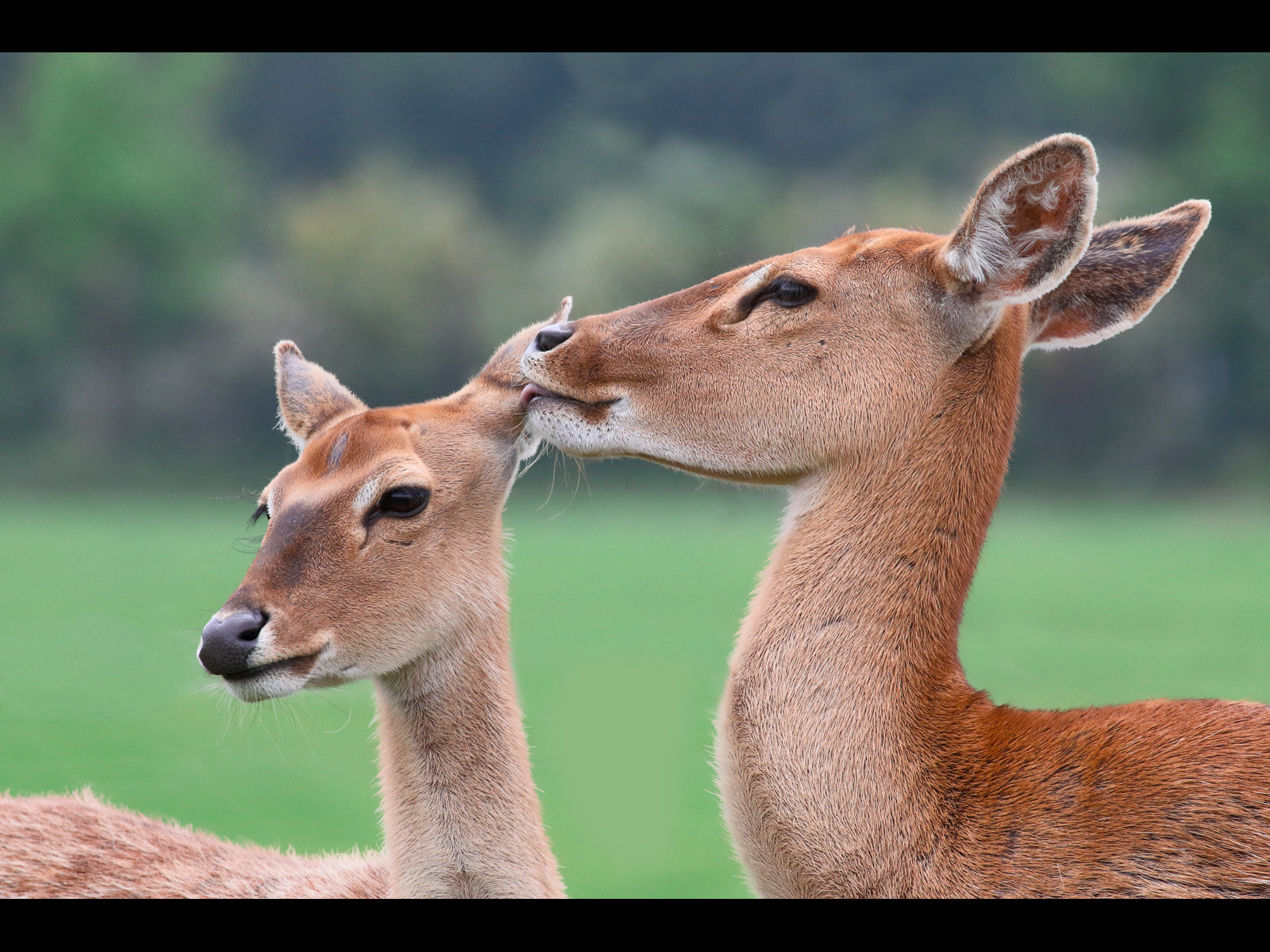 Ear-Washing_Jennifer-Hoggarth