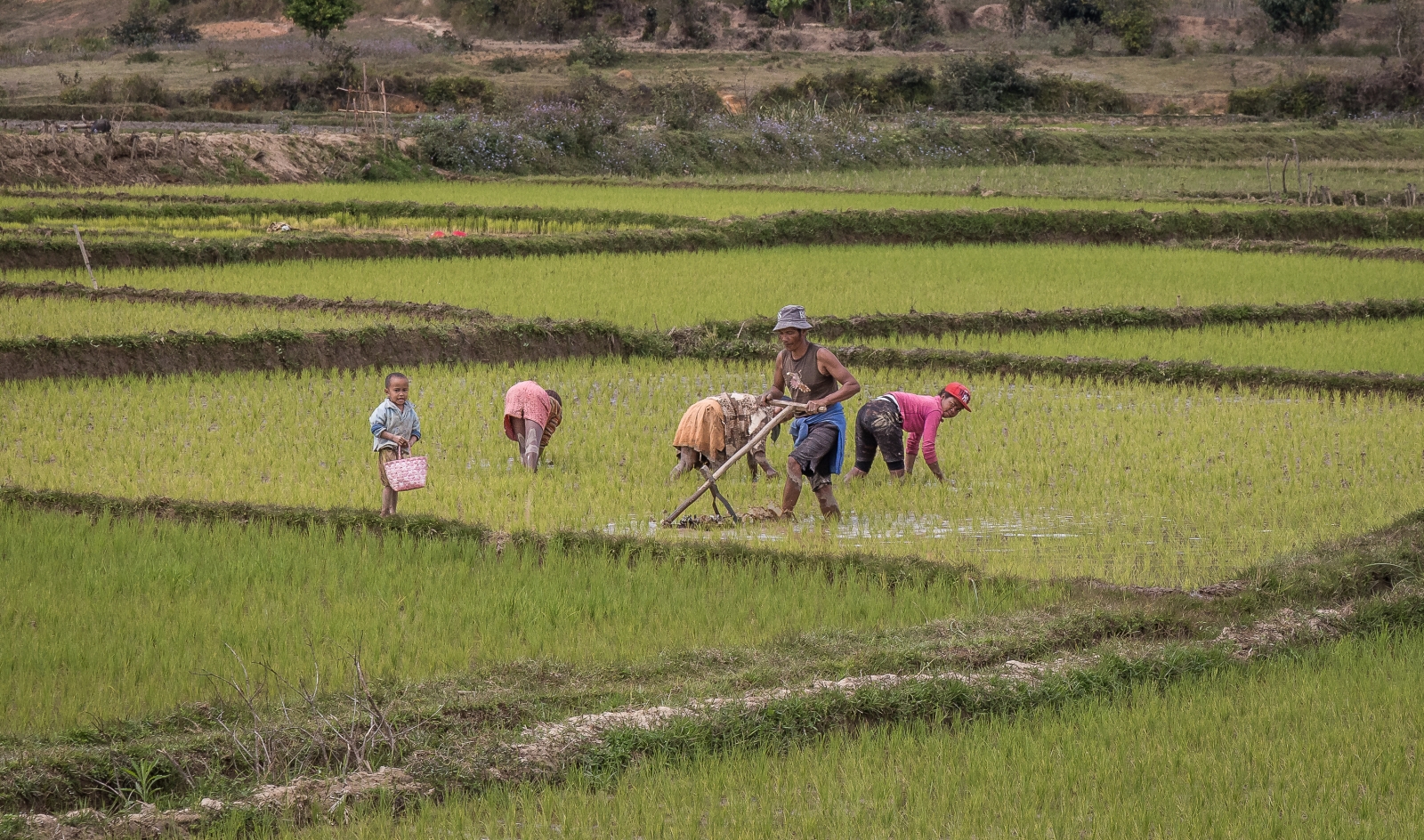 17_Tending the Crops_Graham Smith
