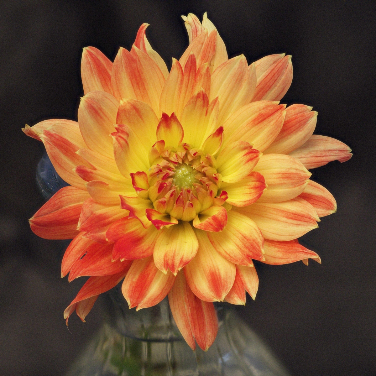 18_Dahlia Procyon_Thomas Stott