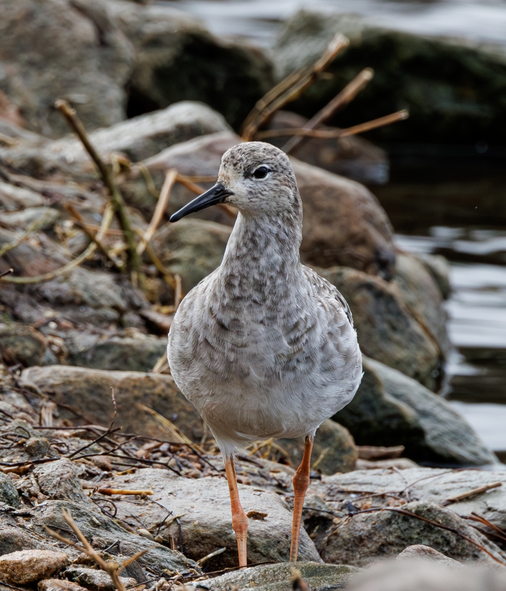 18_Ruff on the Rocks_Stephen Roughley