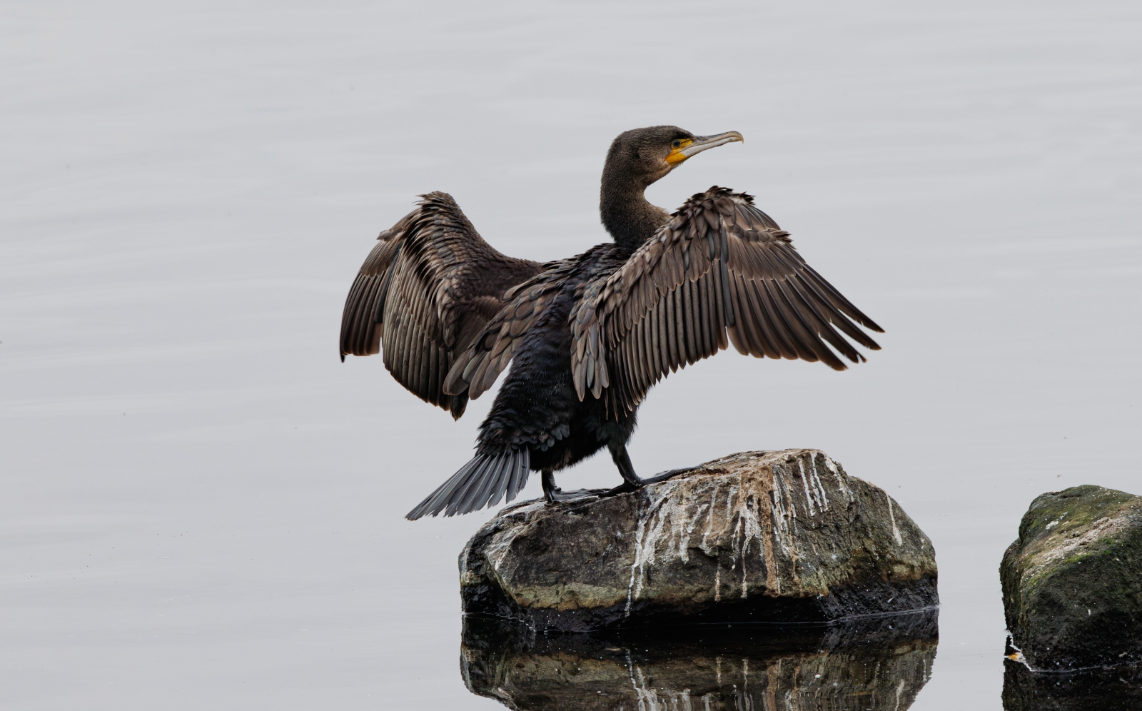 20_Cormorant - Horaltic Pose_Stephen Roughley