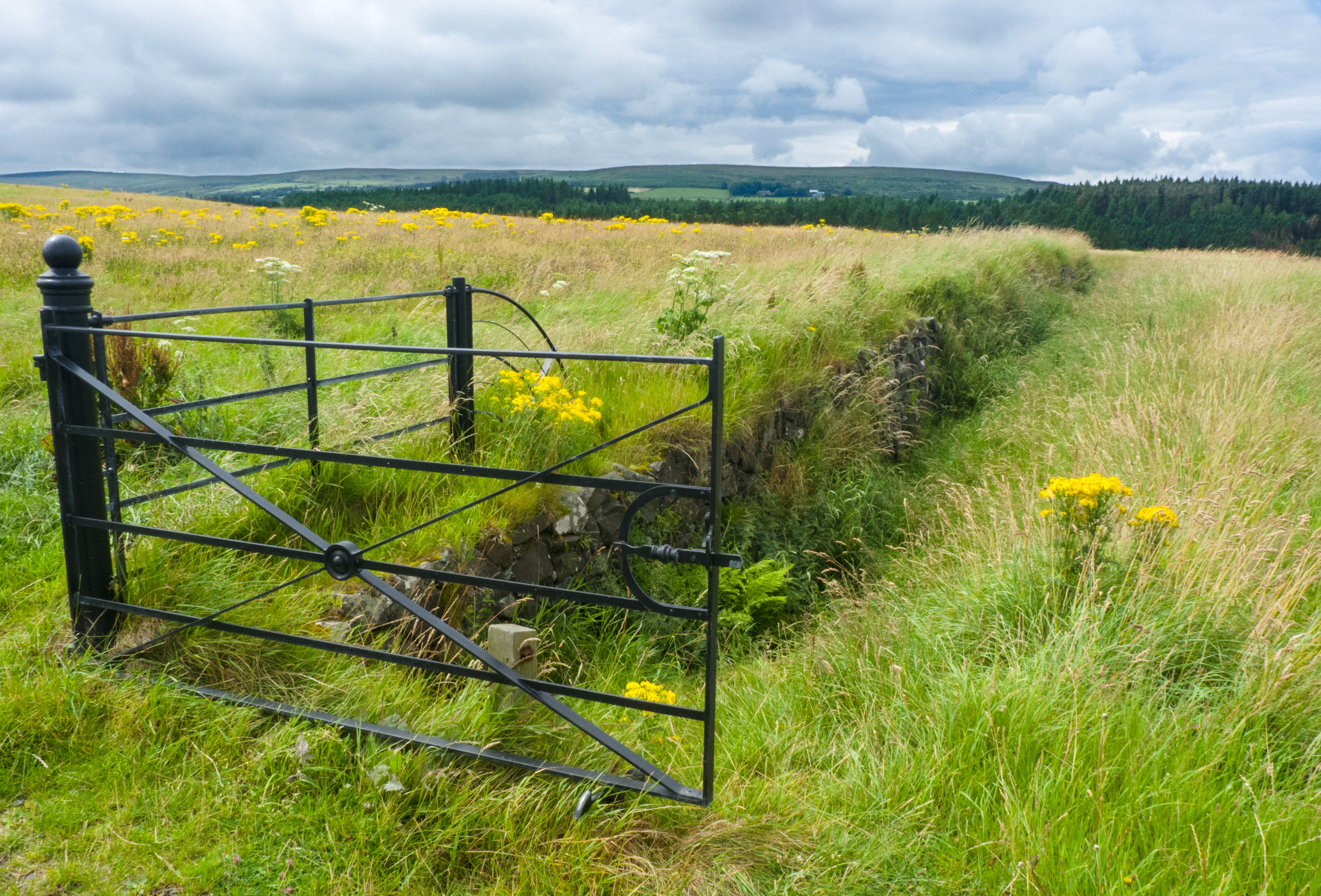 Field Before AI Sheep