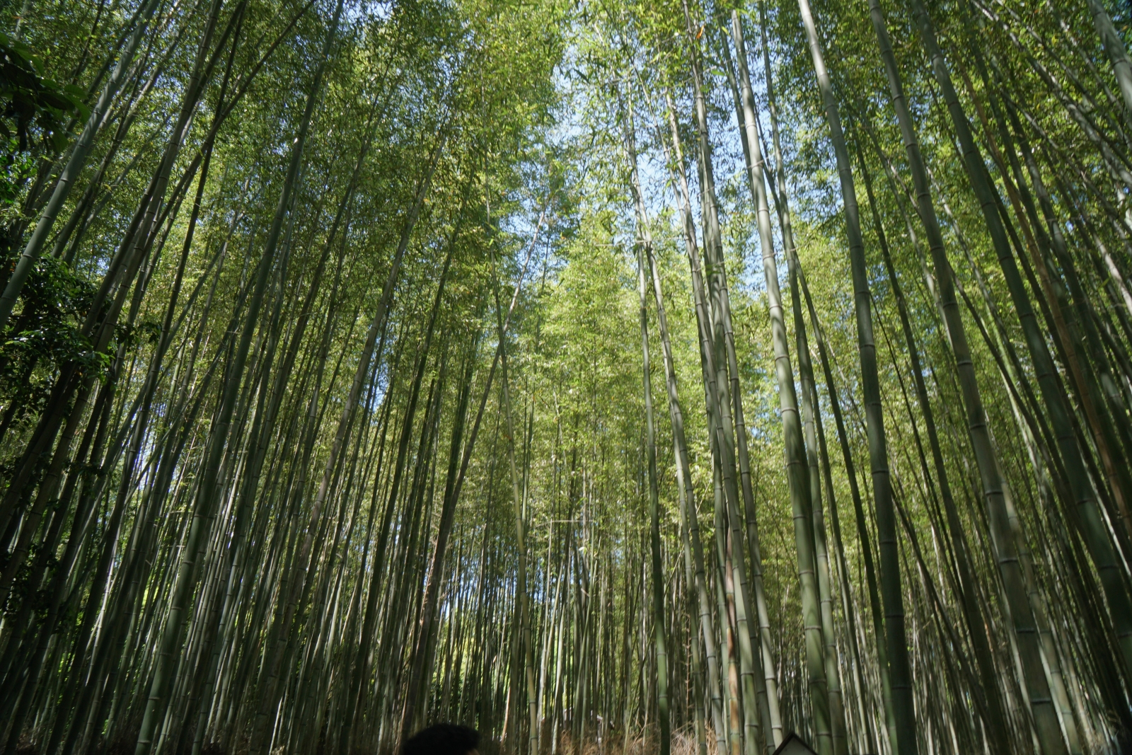 16_Bamboo Forest_Sue Brislen