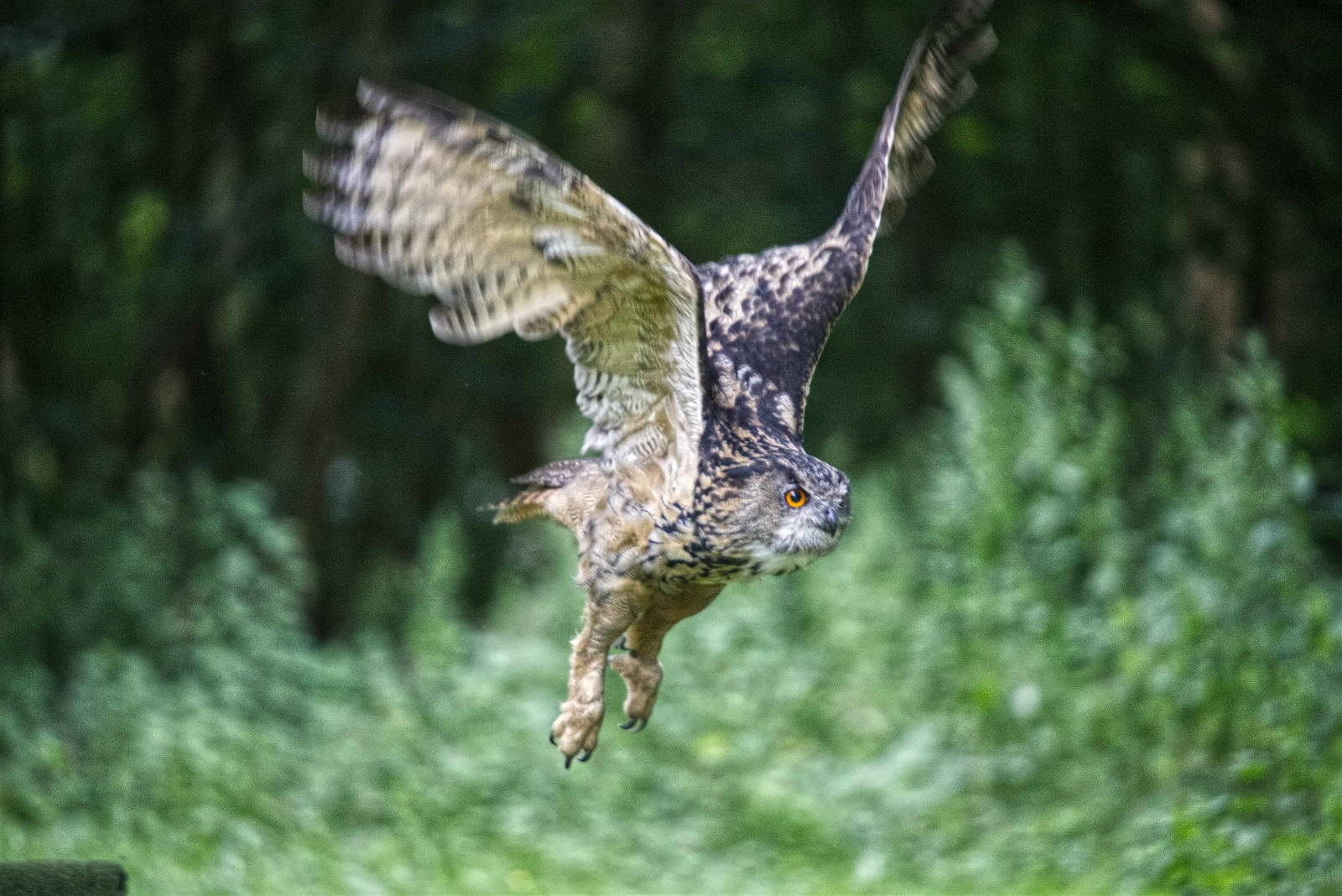 16_Eurasian eagle owl_Thomas Stott
