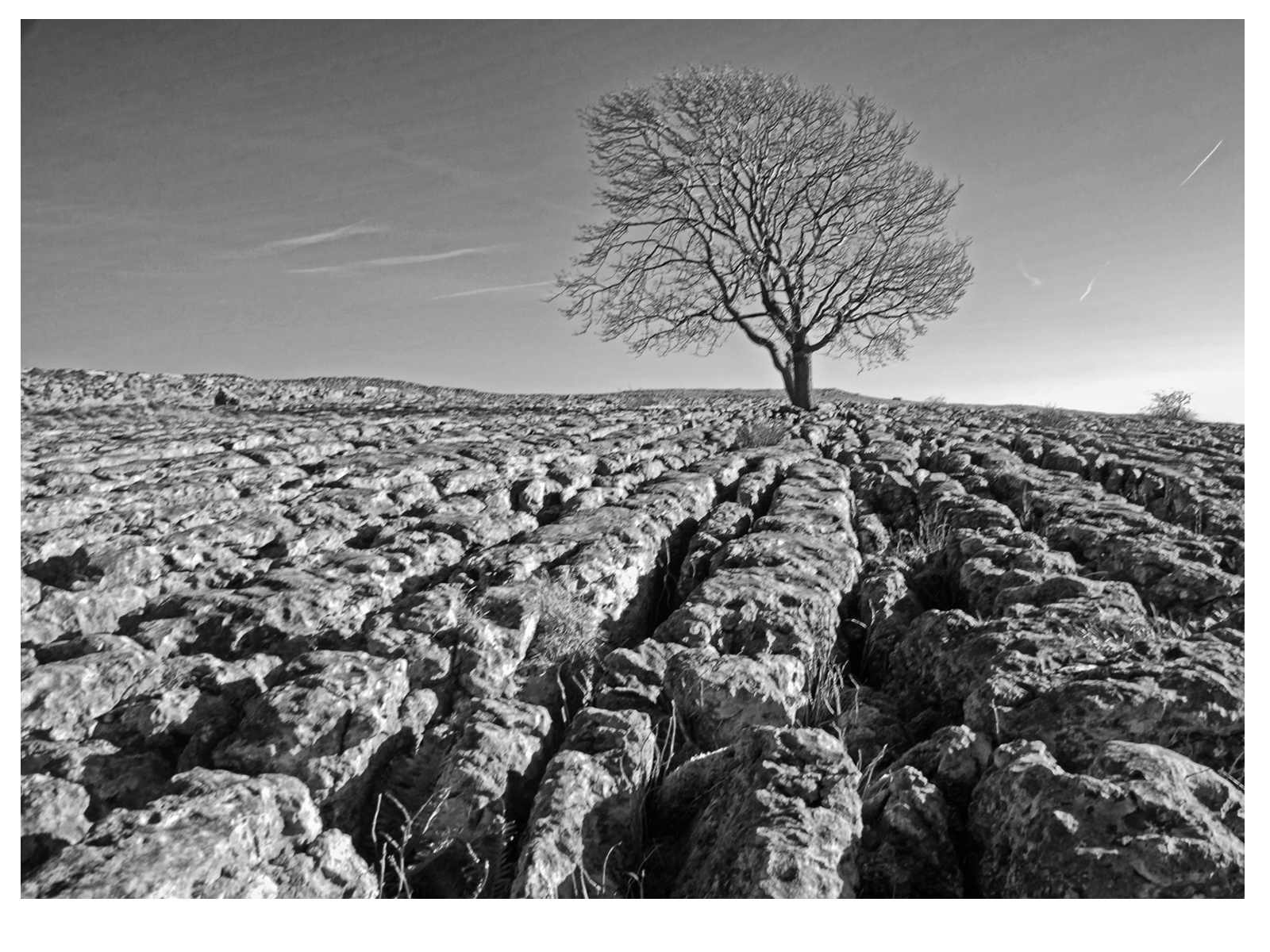 16_Lone Tree_James Lowe