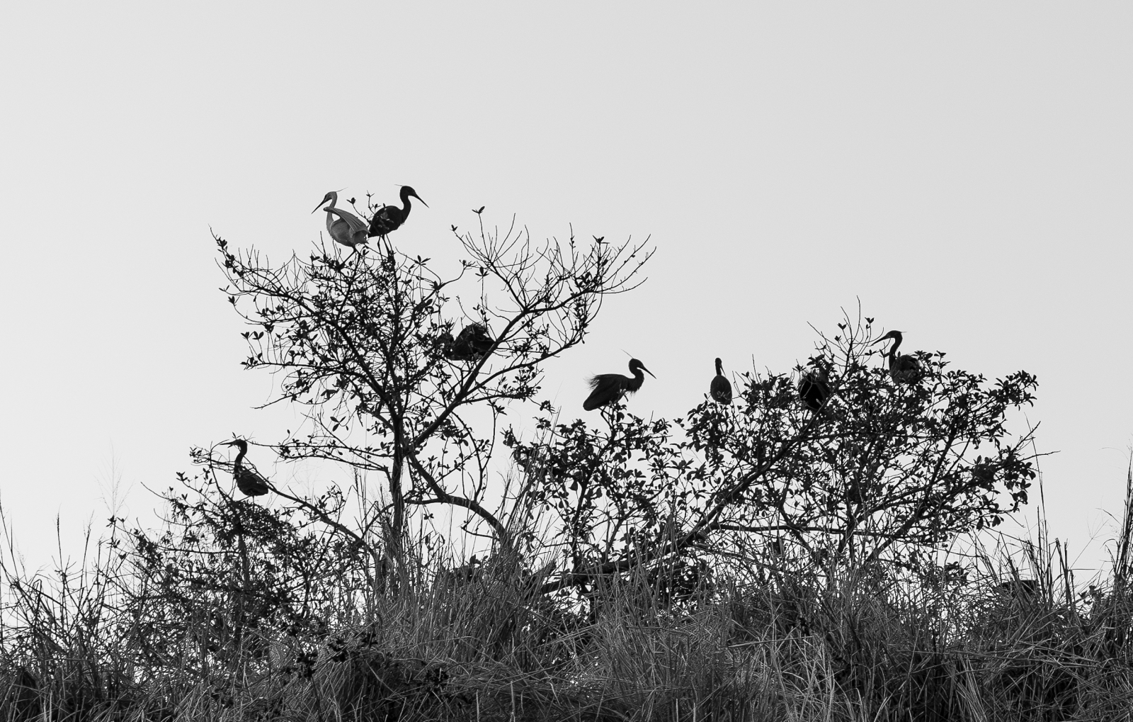 16_The Roost_Graham Smith