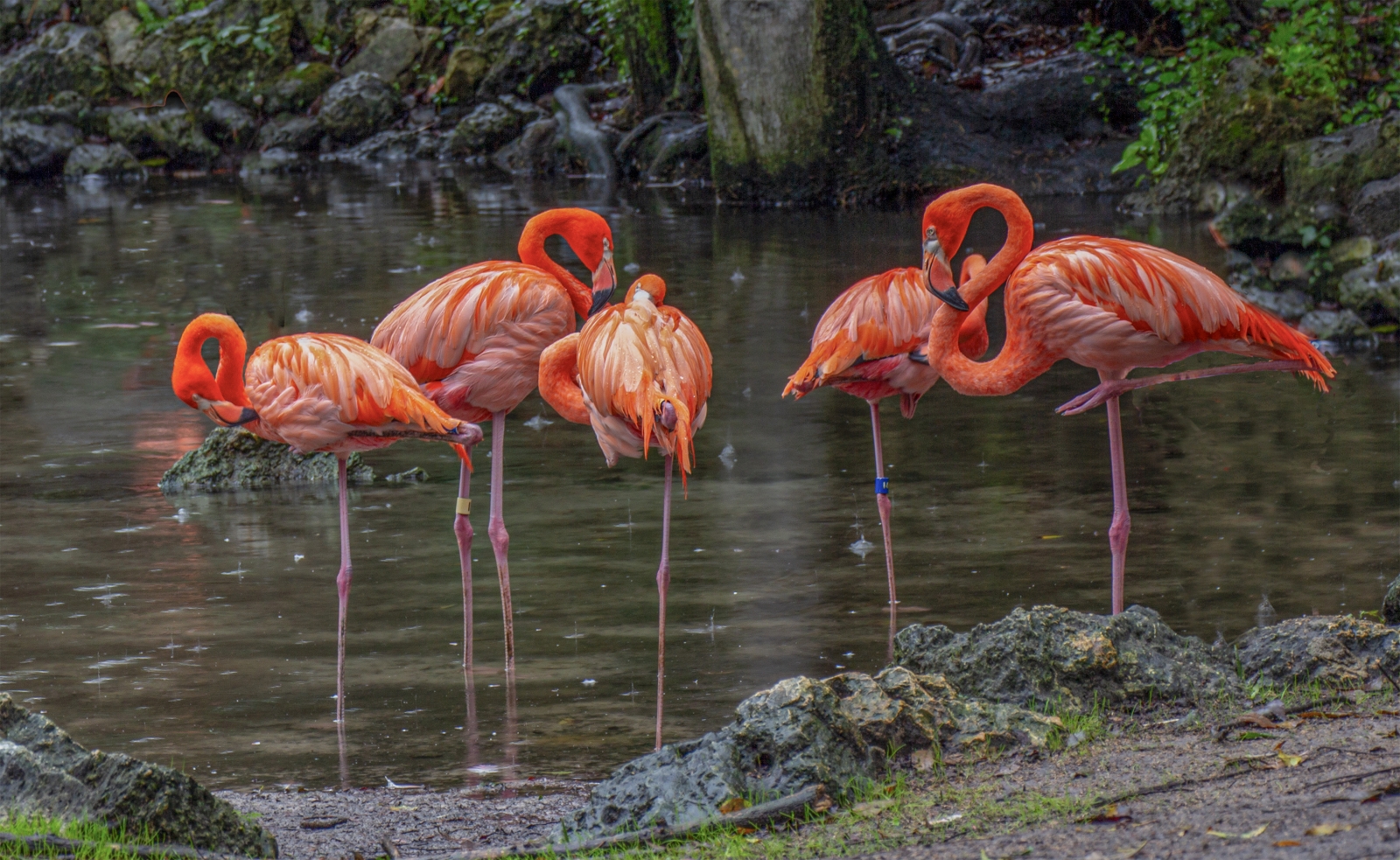 17_Florida Flamingos_David Holmes