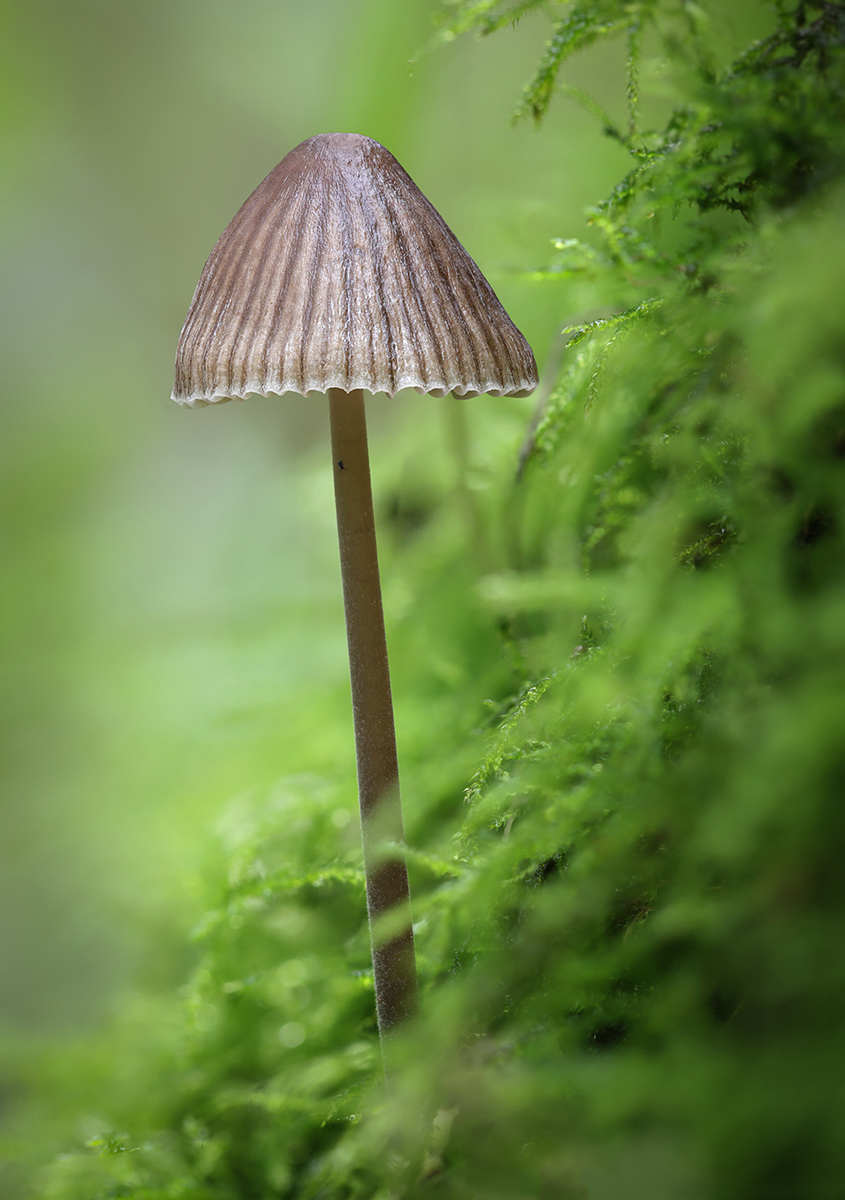 17_Mycena nitrous bonnet_Tillman Kleinhans