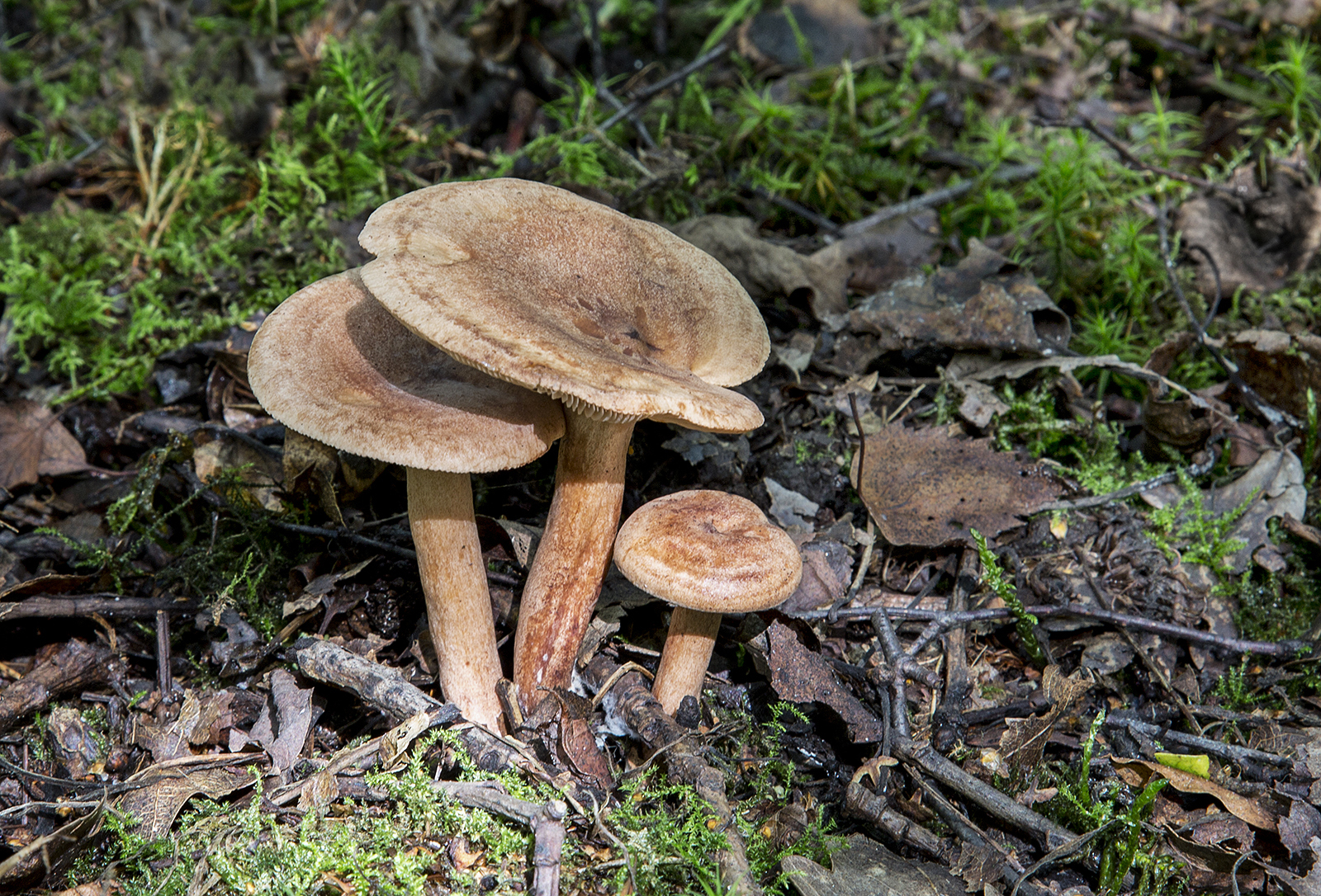 17_Oakbug milkcap (Lactarius quietus)_David Platt