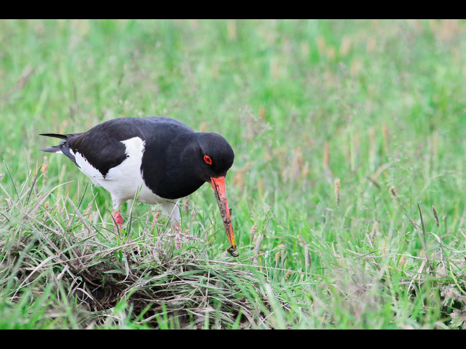 17_Oystercatcher with worm_Jennifer Hoggarth
