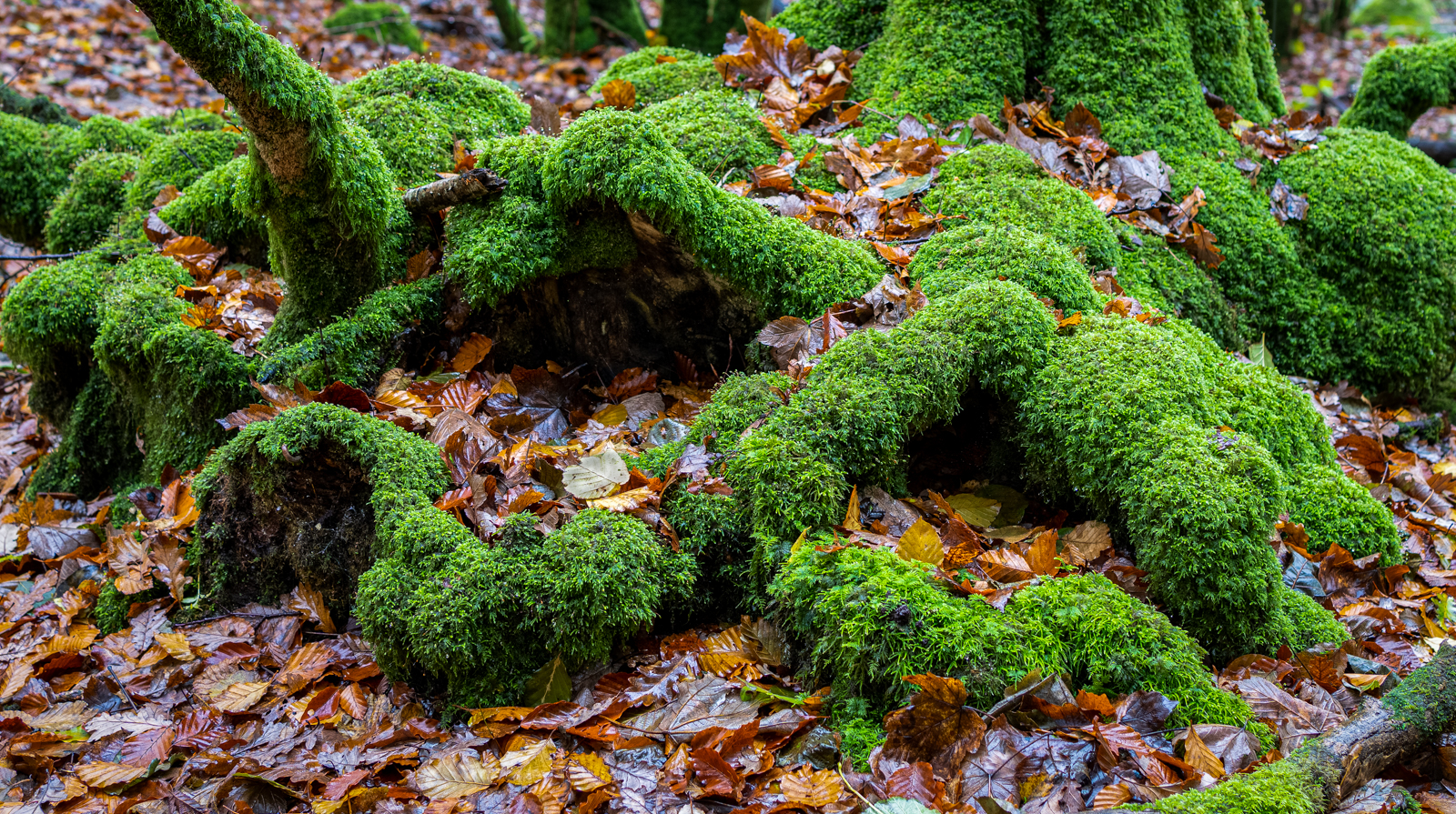 Pleurocarpous moss (species not identified)