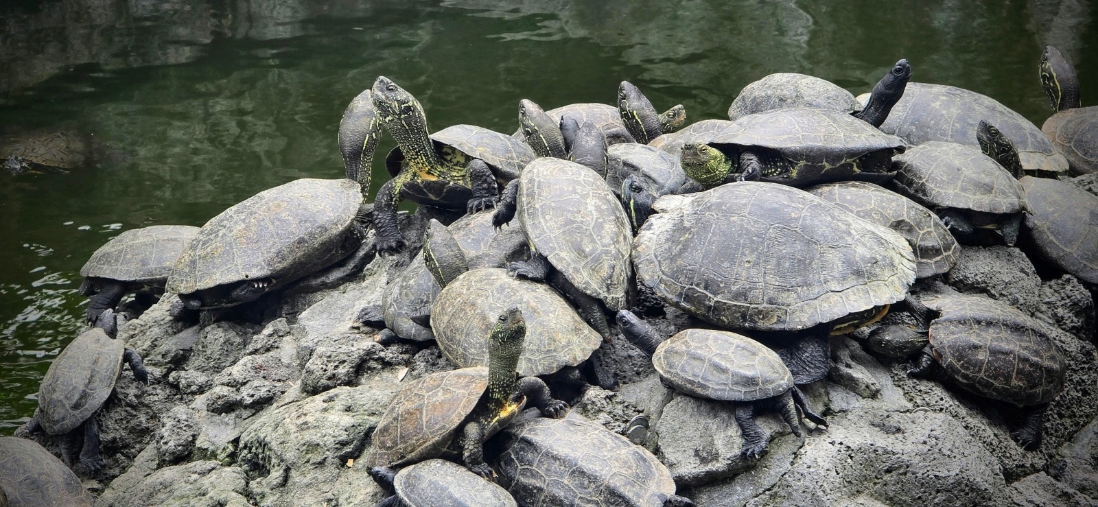 17_Pond Turtles Japan_Neil Pritchard