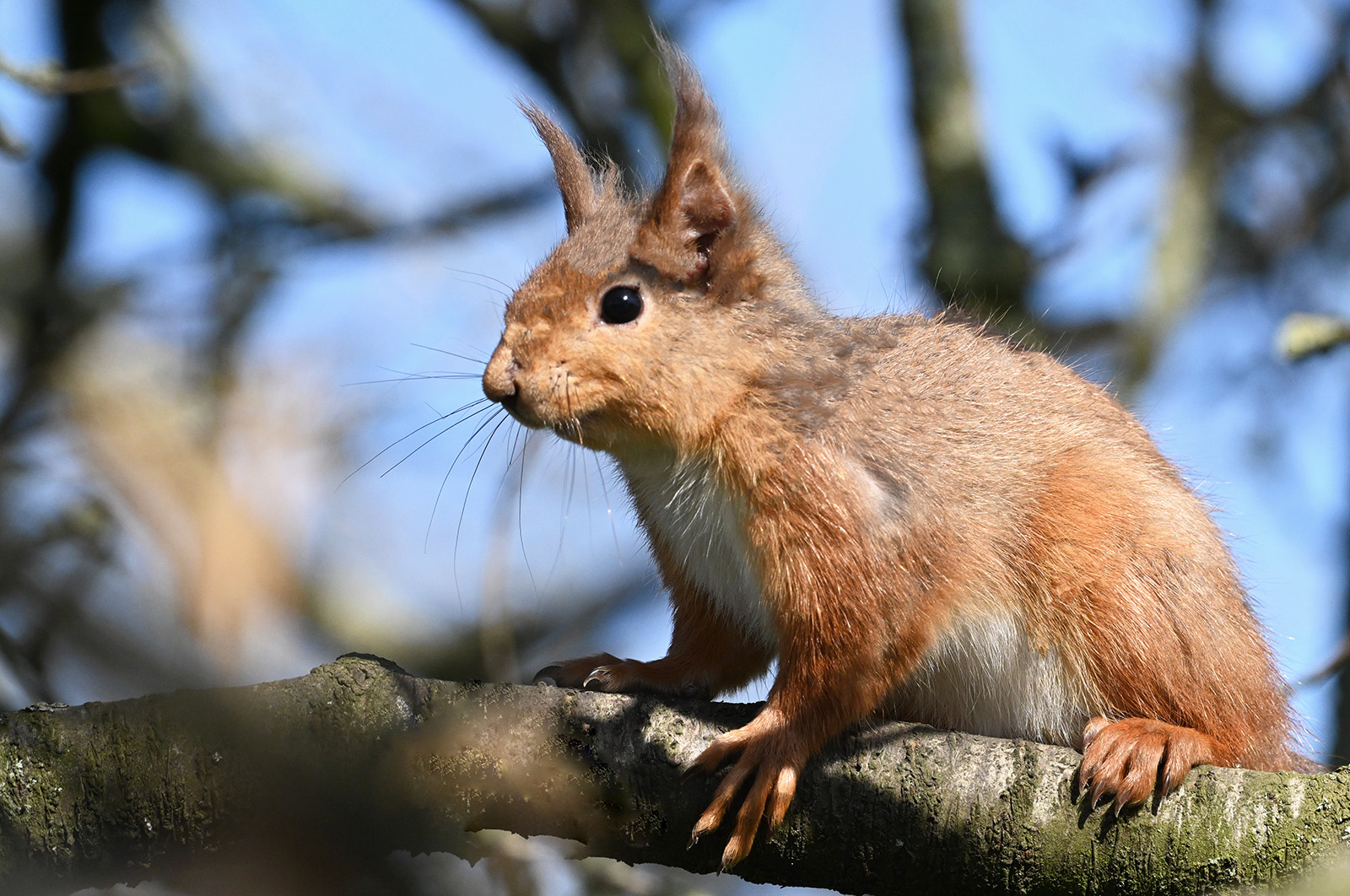 17_Red Squirrel Delight_Bill Robinson
