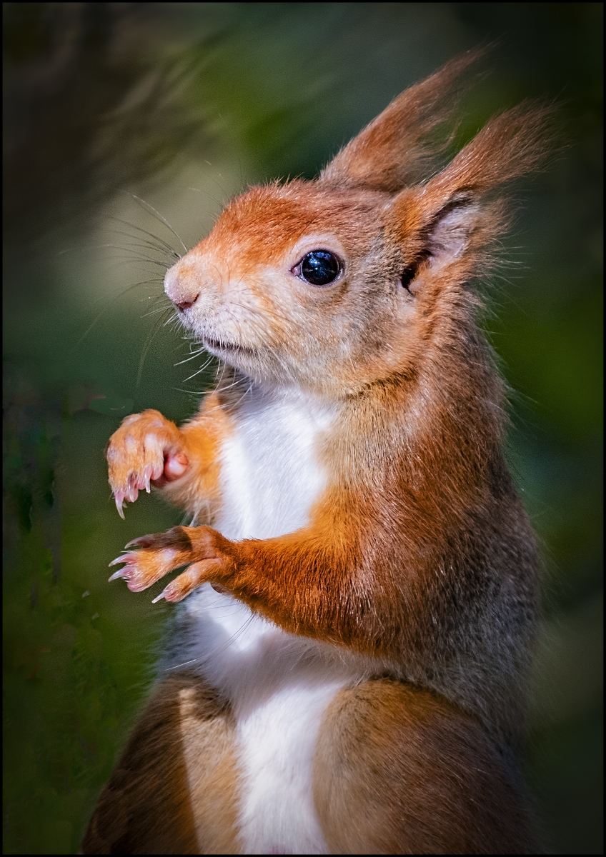 17_Red Squirrel_Syd Rogers