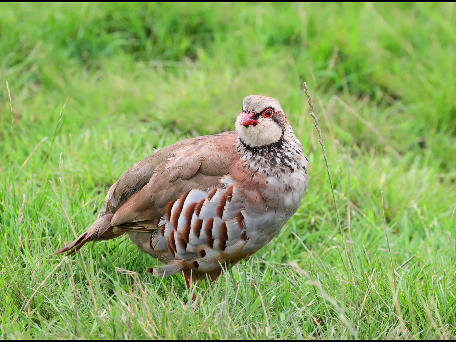 17_Red legged Partridge_Jennifer Hoggarth