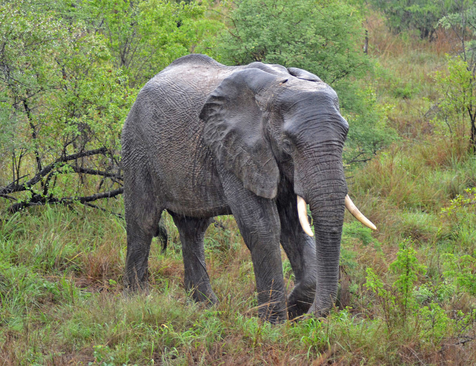 17_South African Elephant_James Turton