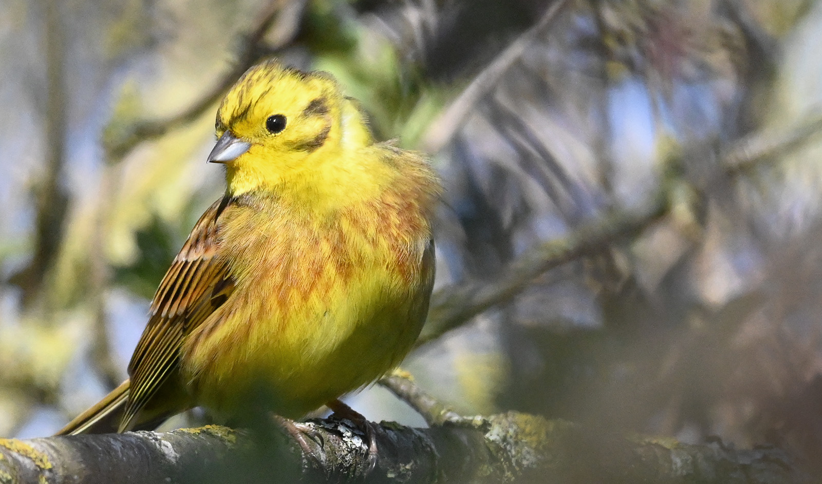 17_YellowHammer at Rest_Bill Robinson