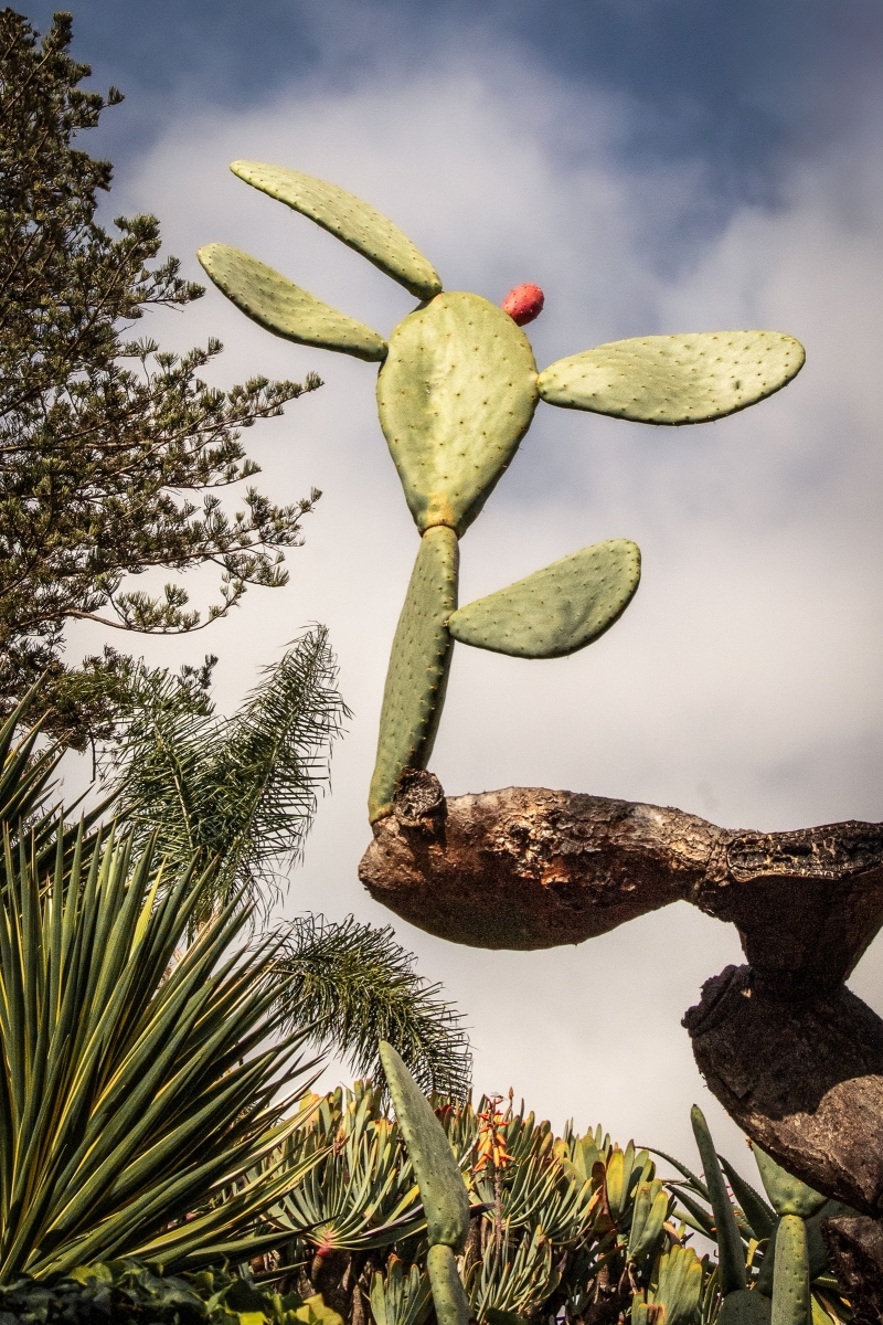 18_Cactus_Paul Simms