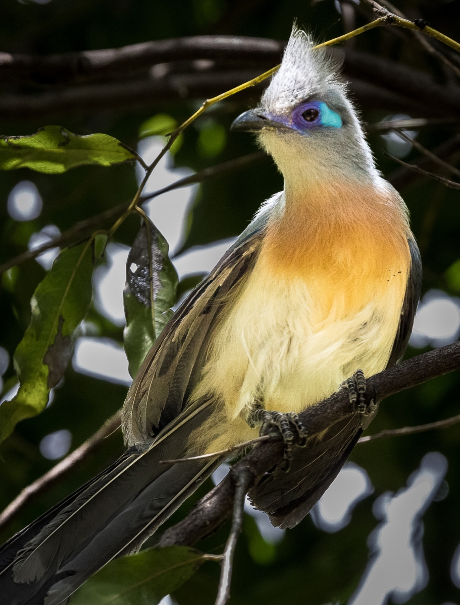 18_Crested Coua_Graham Smith