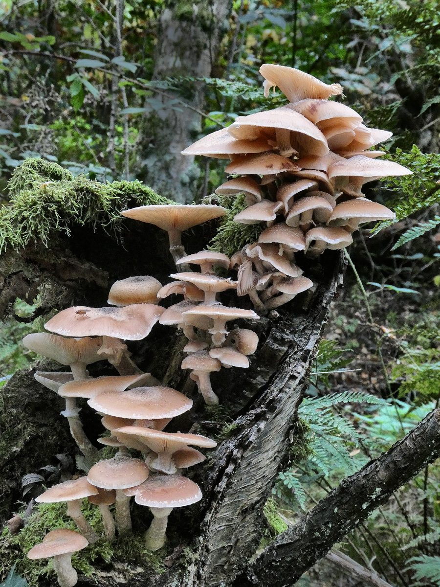 18_Honey Fungus_Colin Douglas