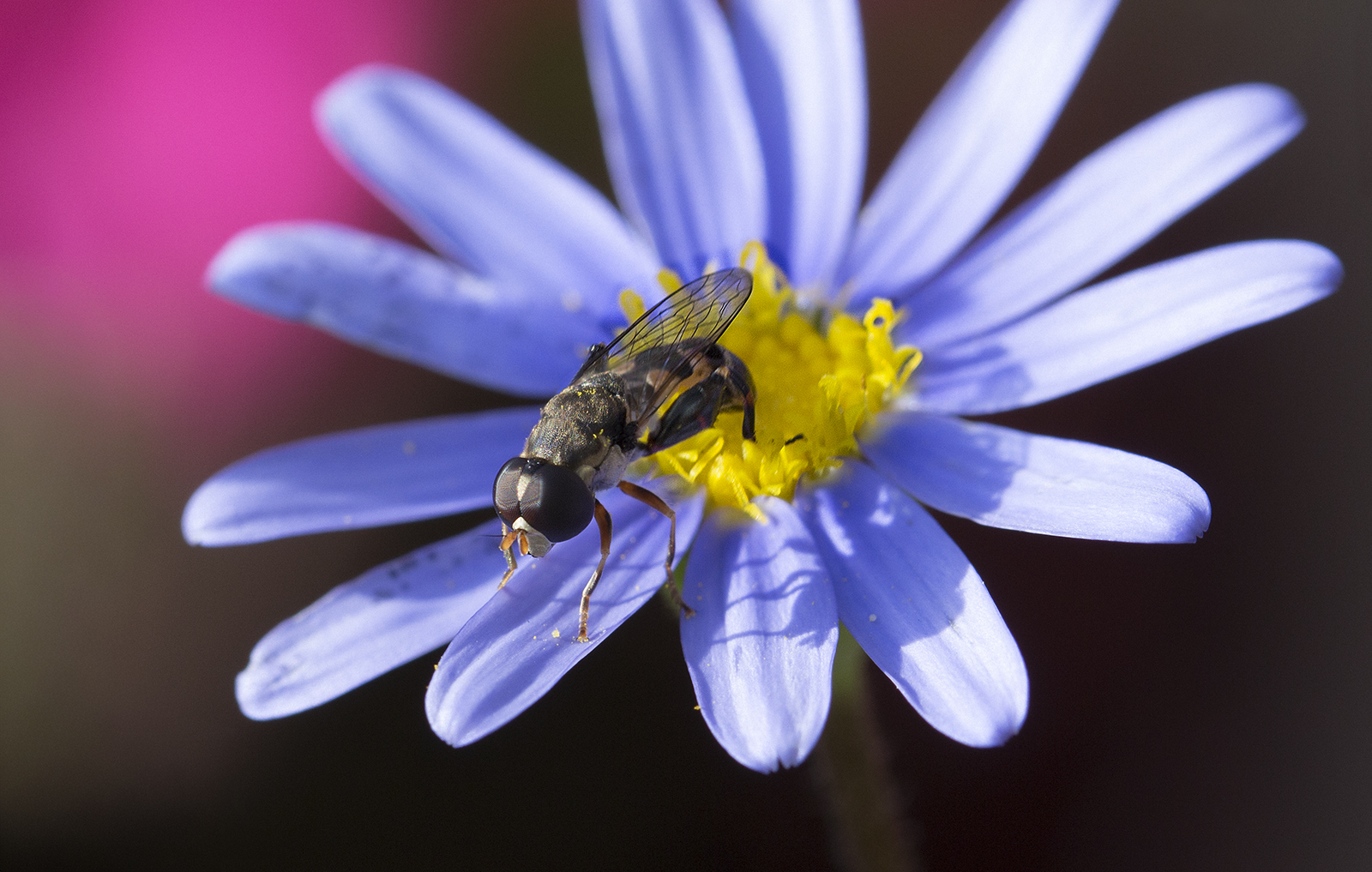 18_Hoverfly (Neoascia meticulosa)_David Platt