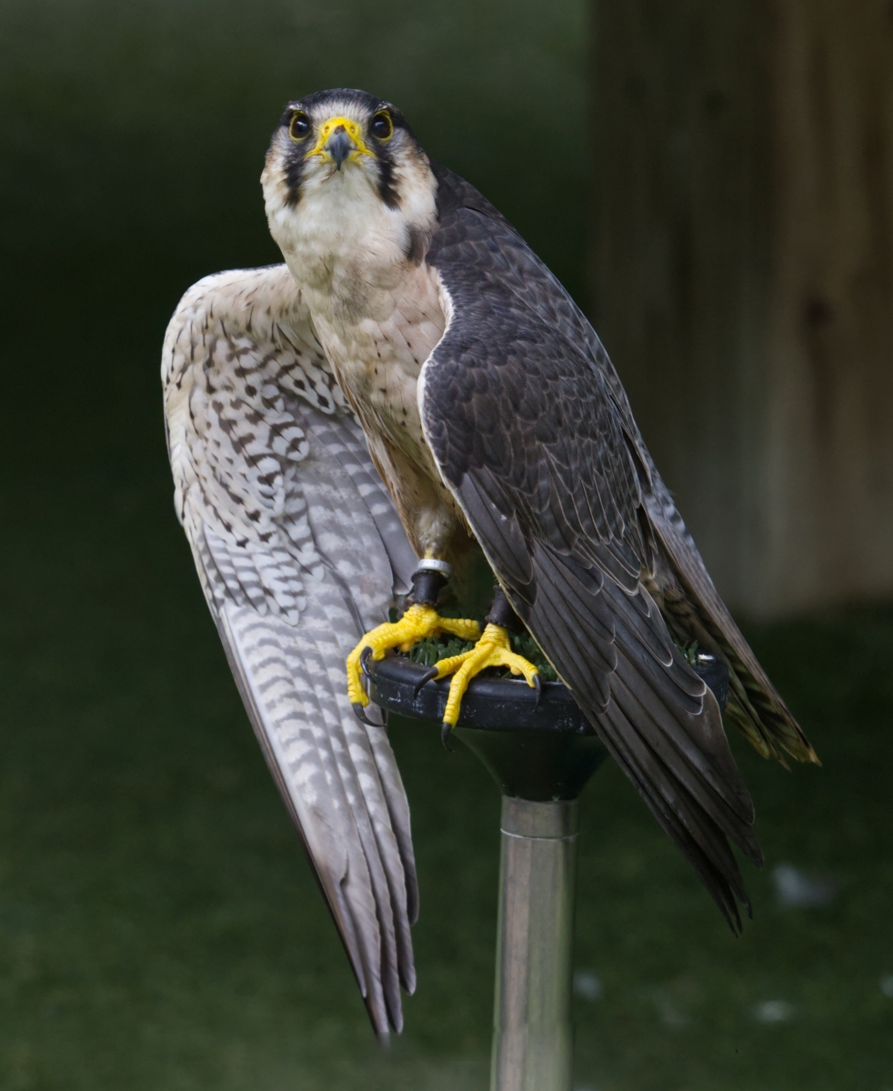 lanner falcon