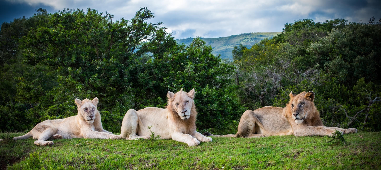 18_White Lions_David Chesworth