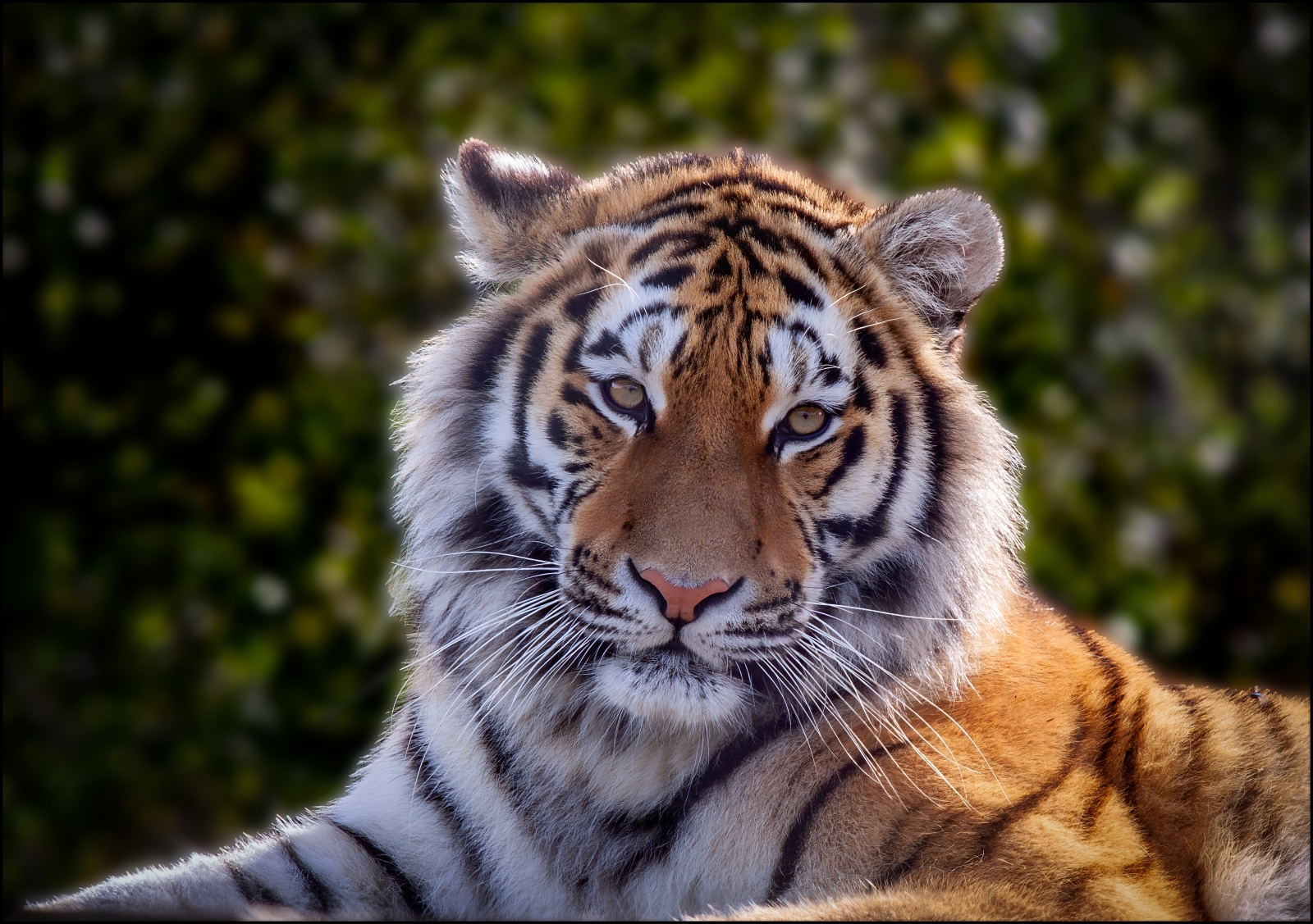 19_Captive Tiger_Syd Rogers