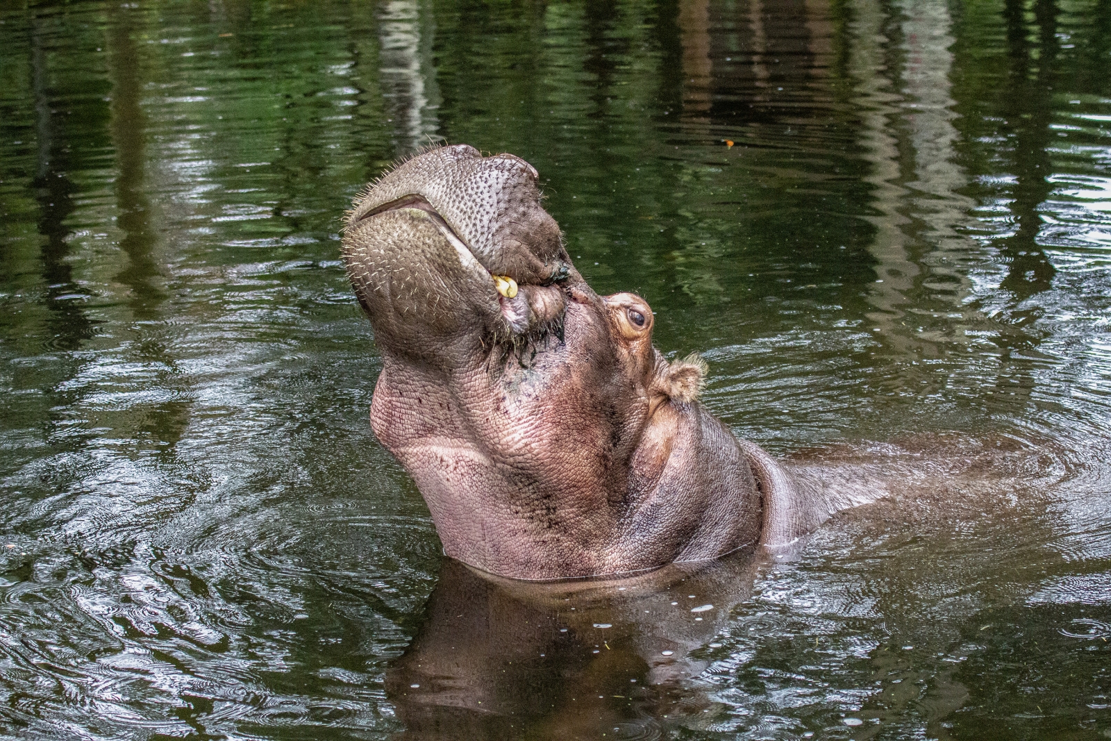 19_Hippopotamus_David Holmes