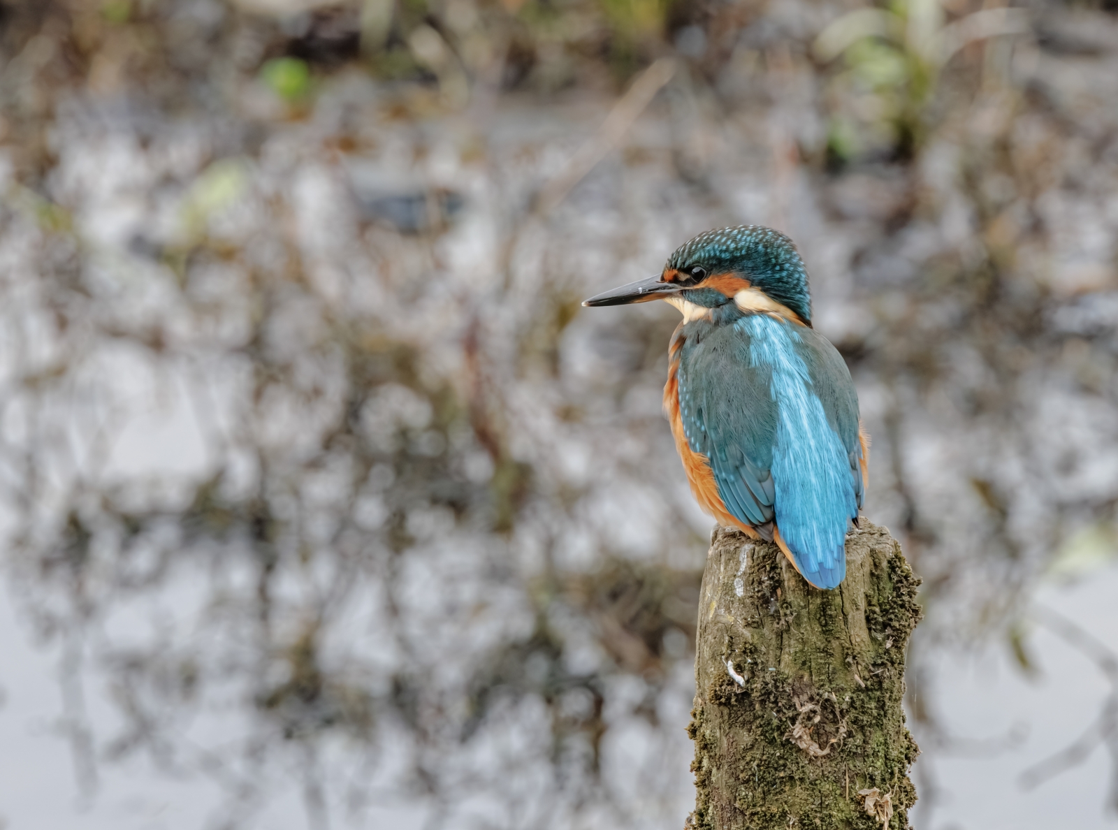 19_Kingfisher - Alcedo Atthis_Stephen Roughley